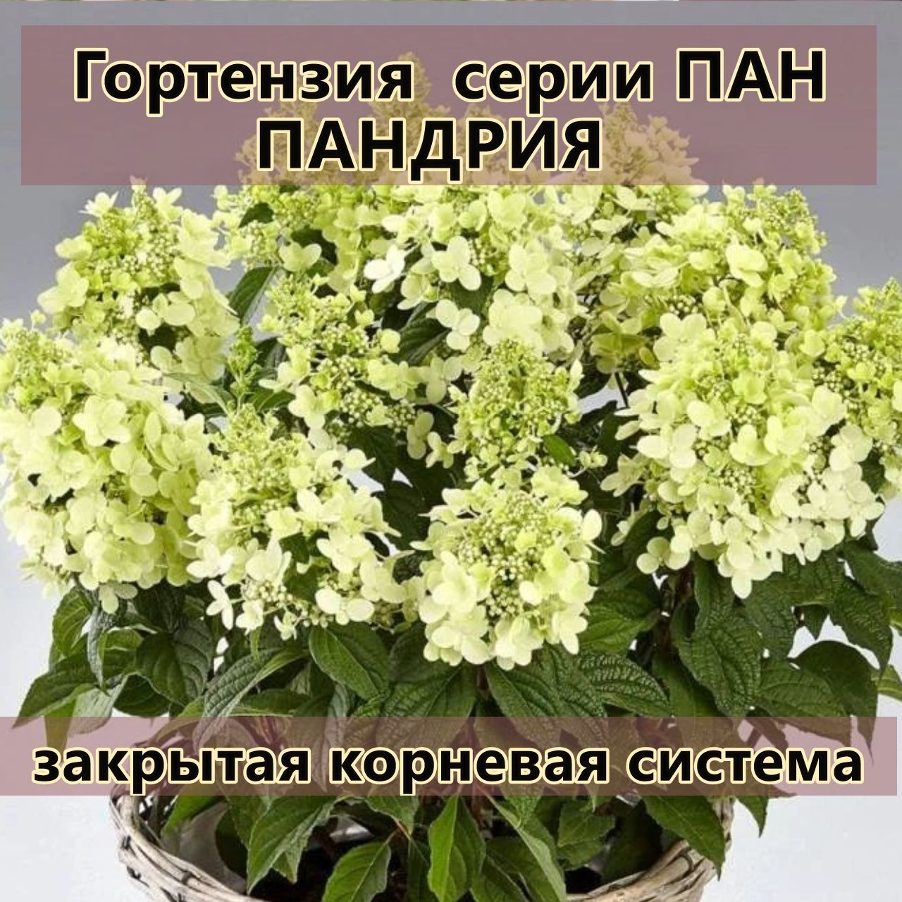 Гортензия Пандрия метельчатая
