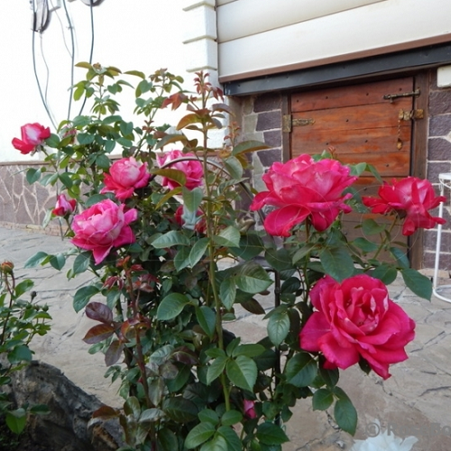 R643 СЕДАЯ ДАМА