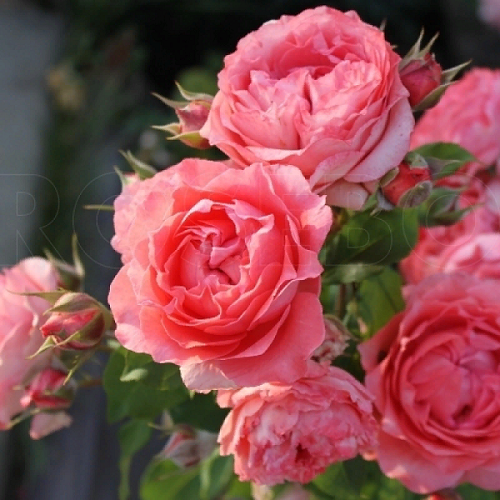 R627 КОРАЛ ЖЕЛЕ