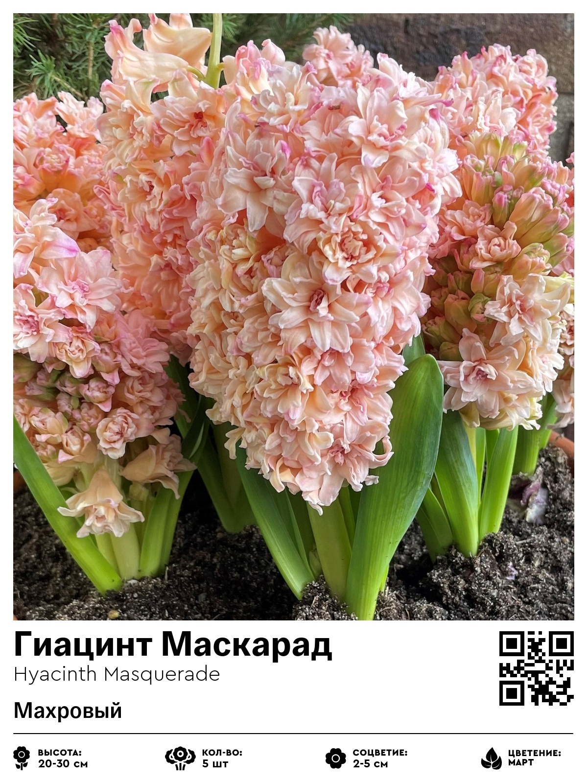 Гиацинт Маскарад (Махровый)