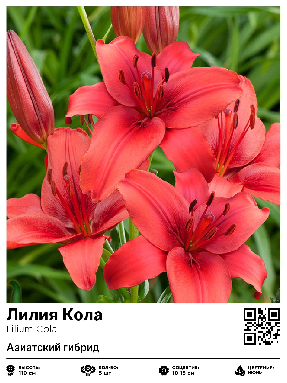 Лилия Кола (Азиатский гибрид)