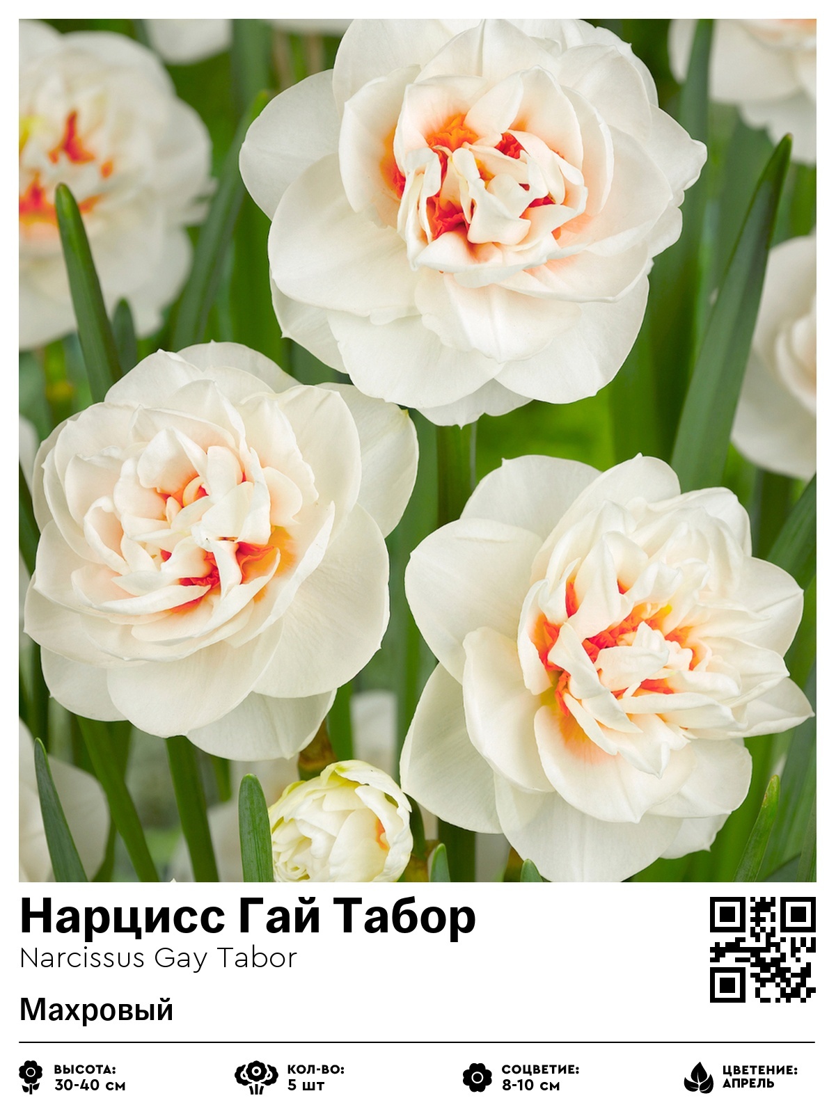 Нарцисс Гай Табор (Махровый)
