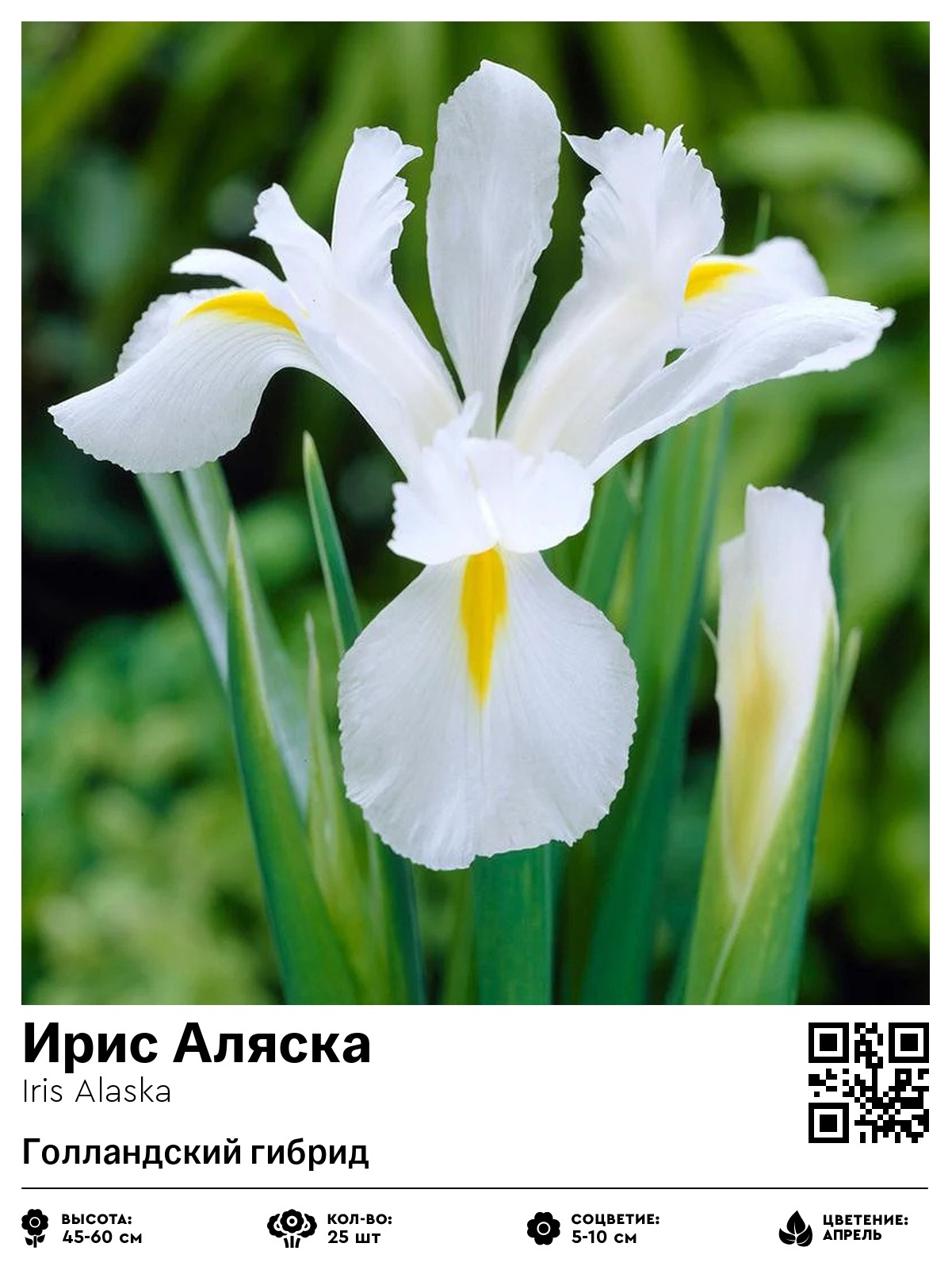 Ирис Аляска (Голландский гибрид)