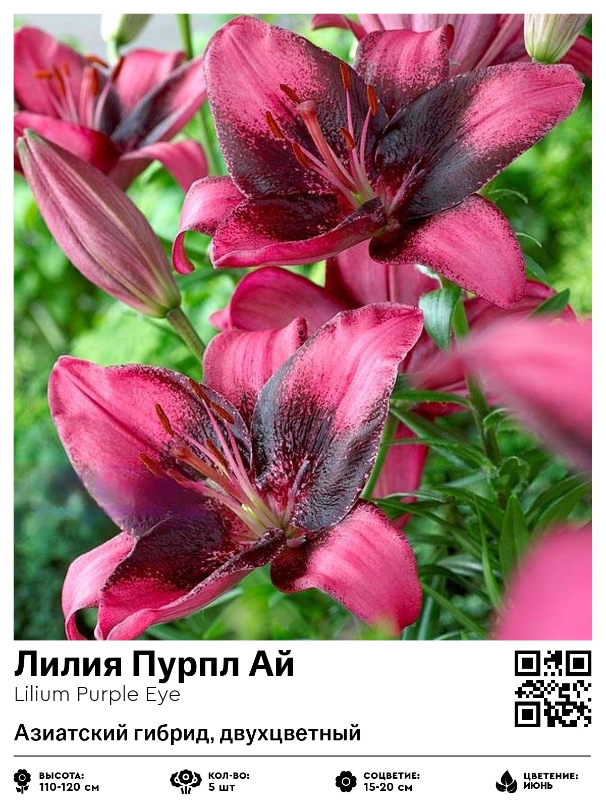 Лилия Пурпл Ай (Азиатский гибрид, двухцветный)