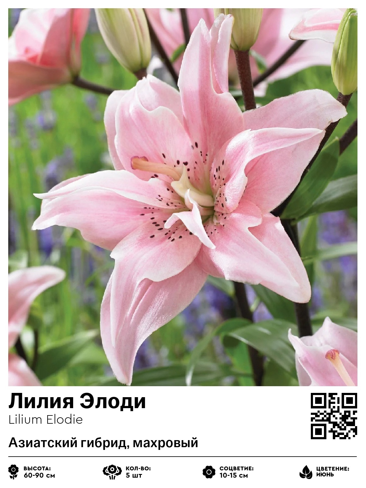 Лилия Элоди (Азиатский гибрид, махровый)