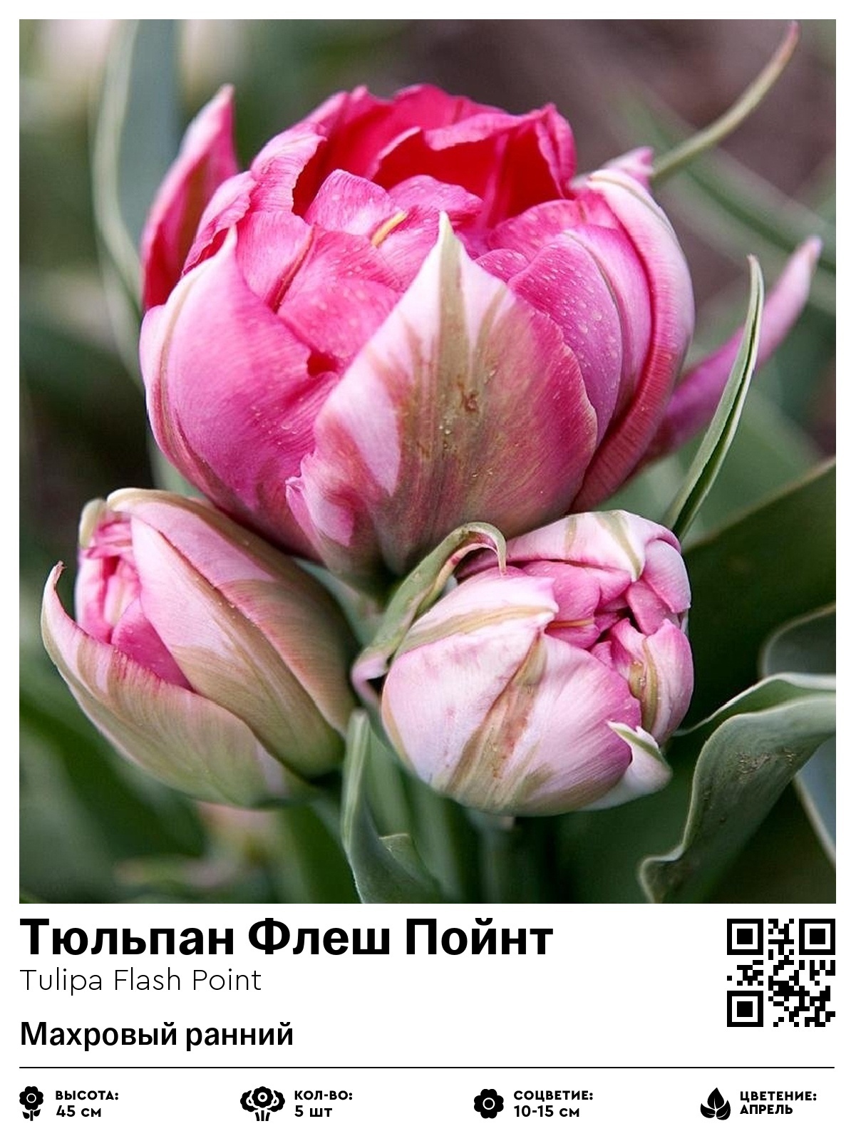 Тюльпан Флеш Пойнт (Махровый ранний)