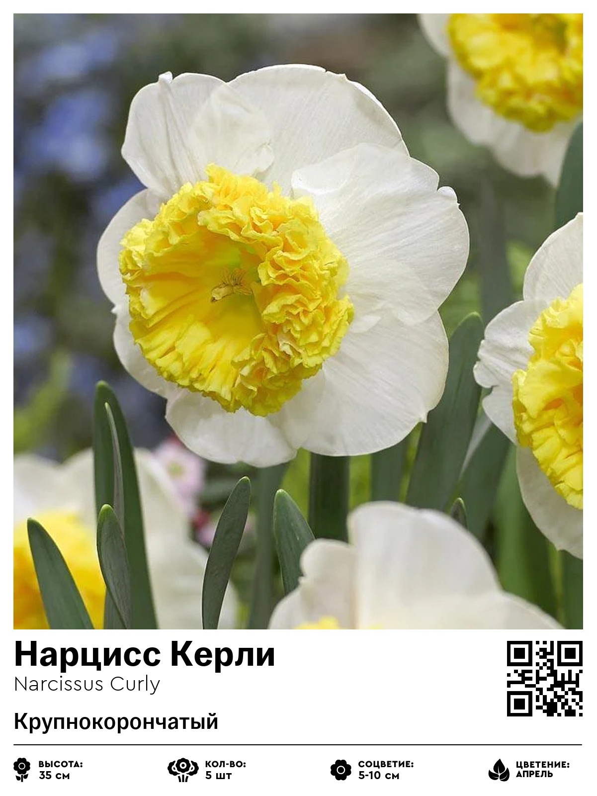 Нарцисс Керли (Крупнокорончатый)