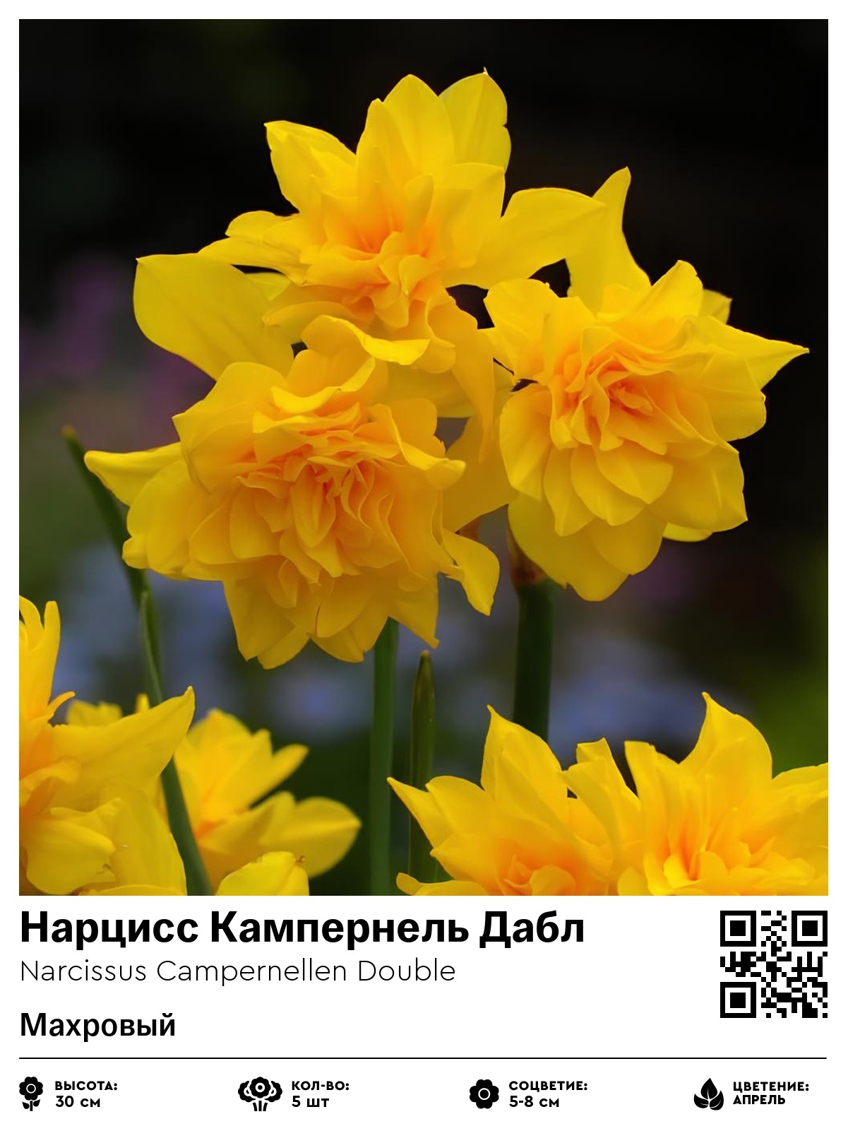 Нарцисс Кампернель Дабл (Жонкилья, махровый)