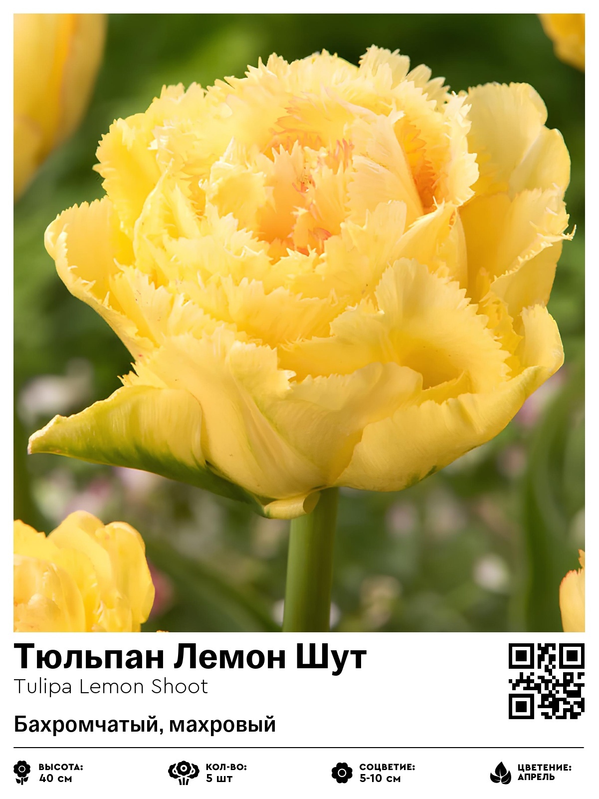 Тюльпан Брисбен (Бахромчатый, махровый)