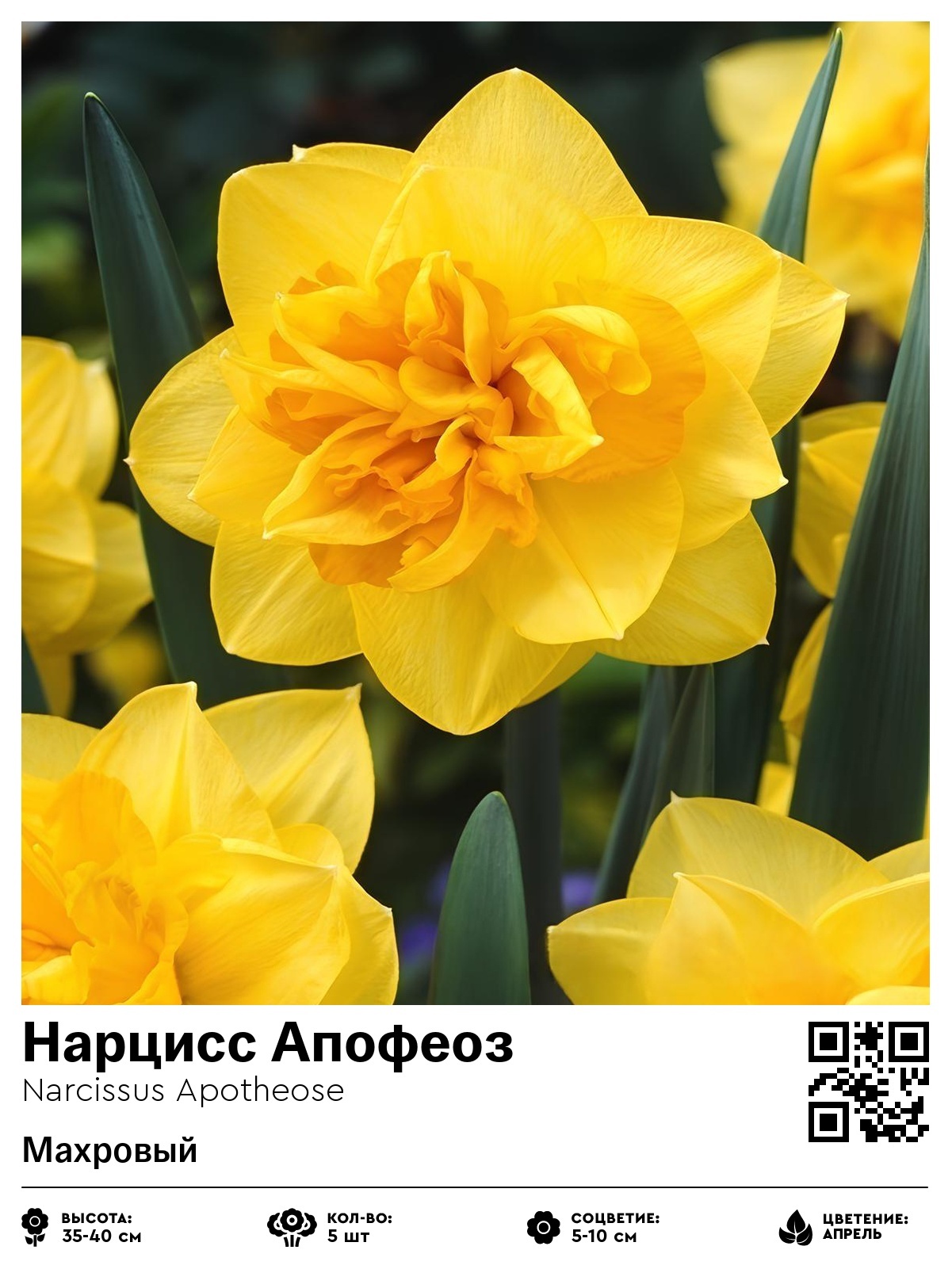 Нарцисс Апофеоз (Махровый)