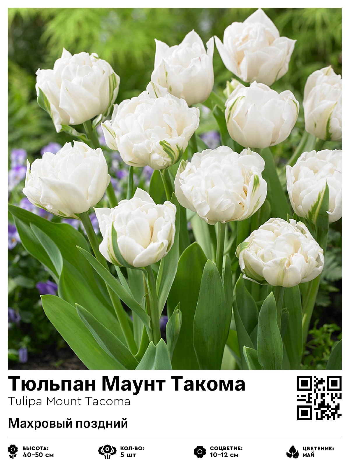 Тюльпан Маунт Такома (Махровый поздний)