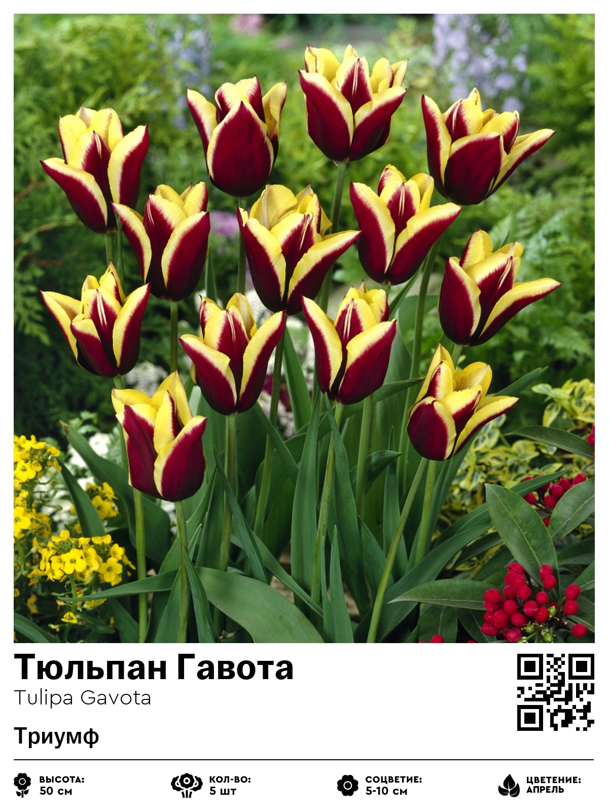 Тюльпан Гавота (Триумф)