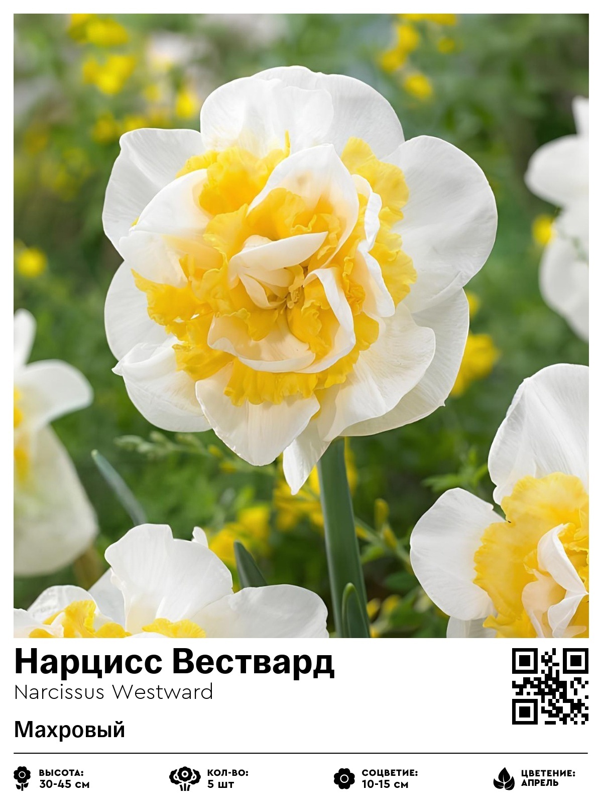 Нарцисс Вествард (Махровый)