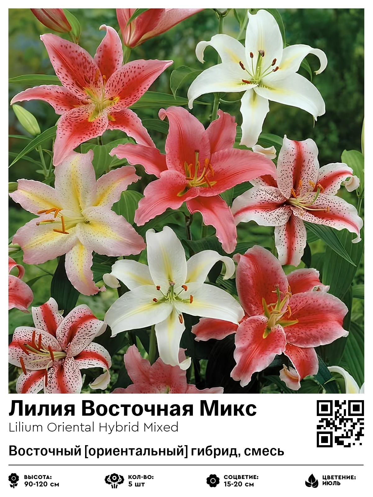 Лилия Восточная Микс (Ориентальный гибрид, смесь)