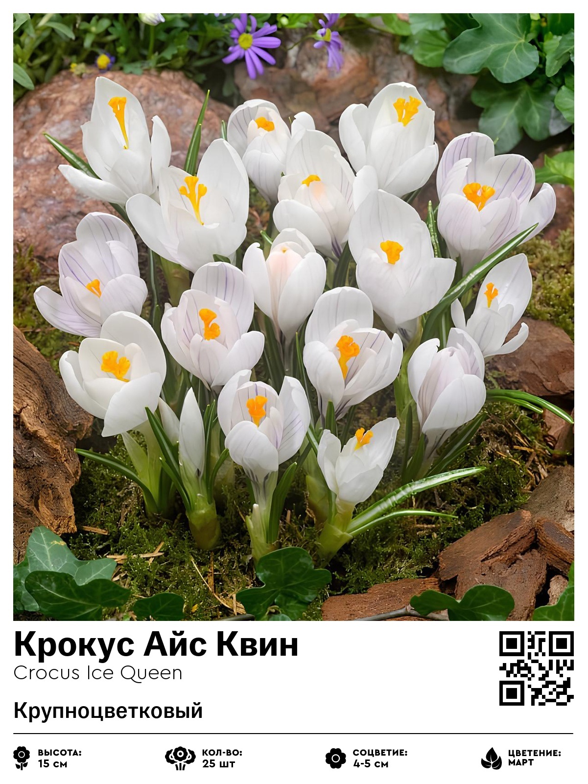Крокус Айс Квин (Крупноцветковый)