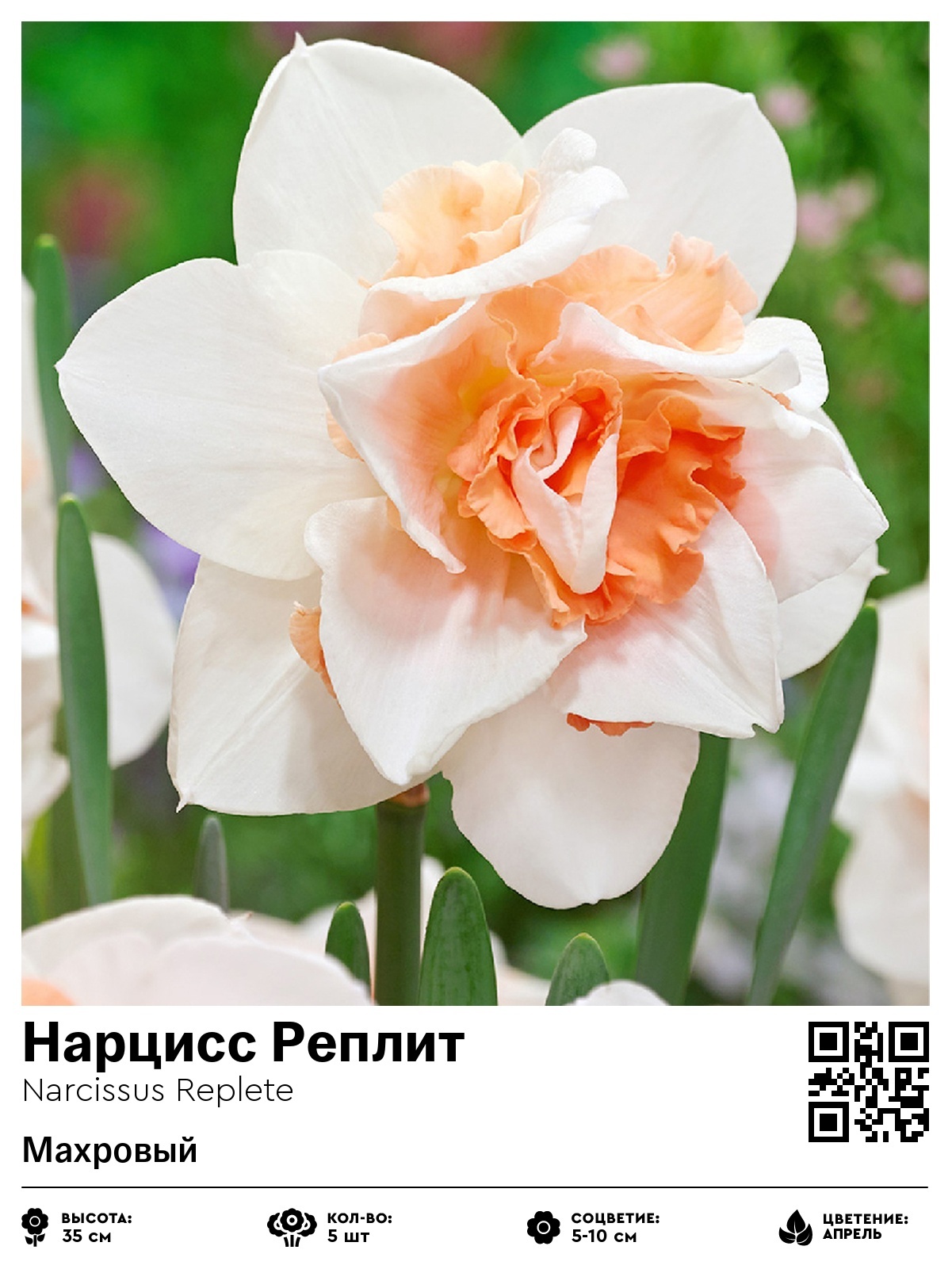 Нарцисс Реплит (Махровый)
