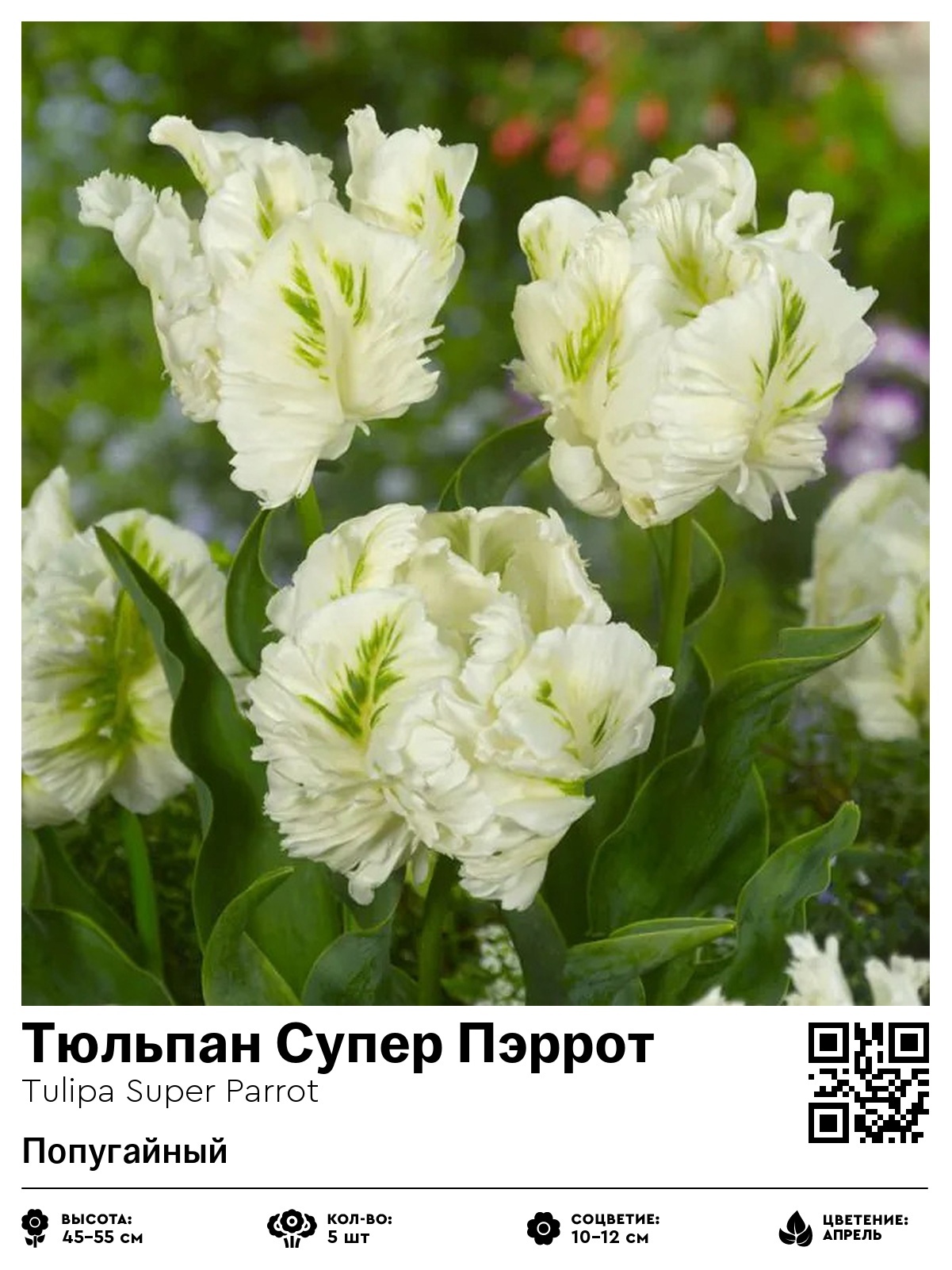 Тюльпан Супер Пэррот (Попугайный)
