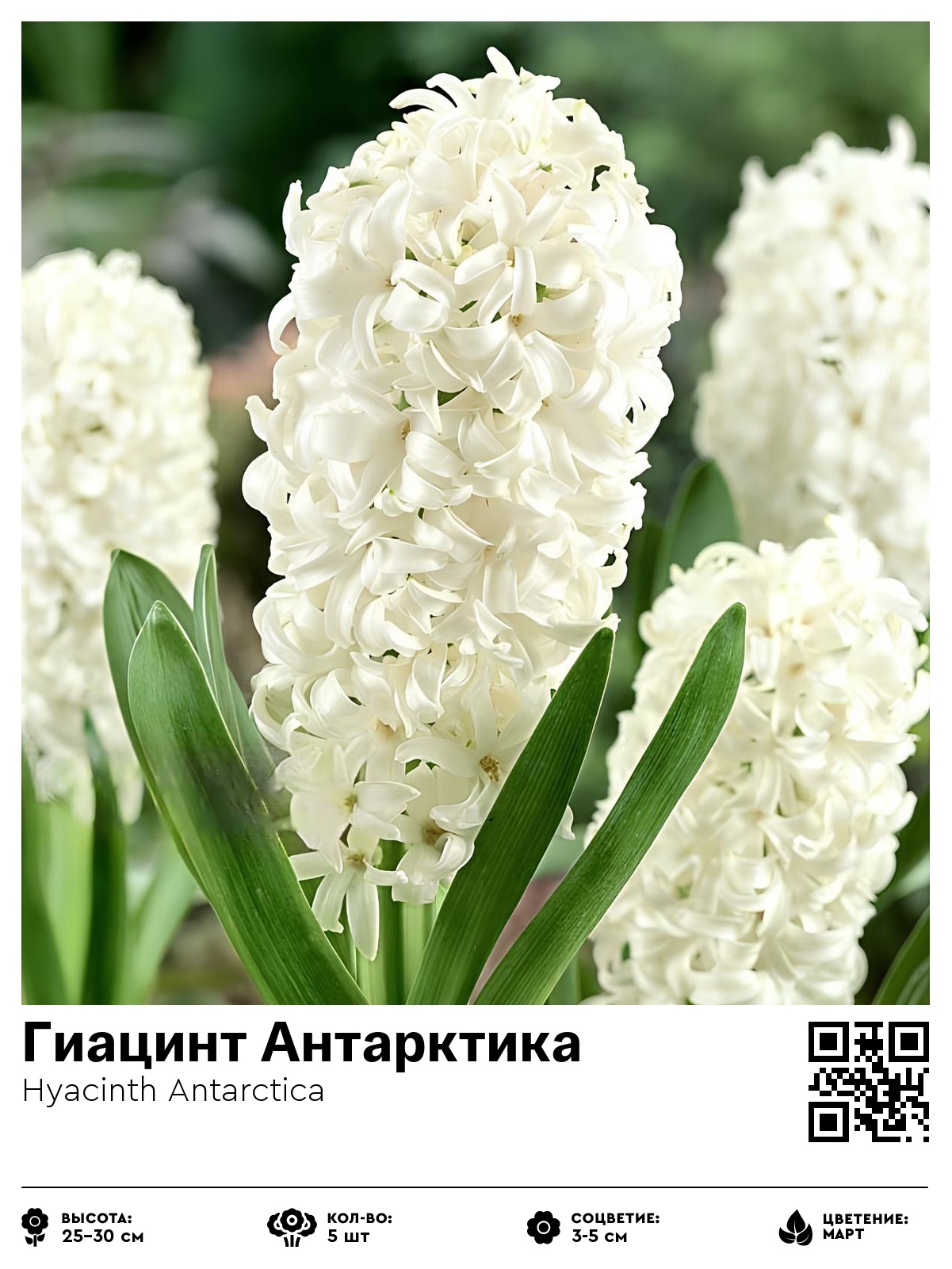 Гиацинт Антарктика