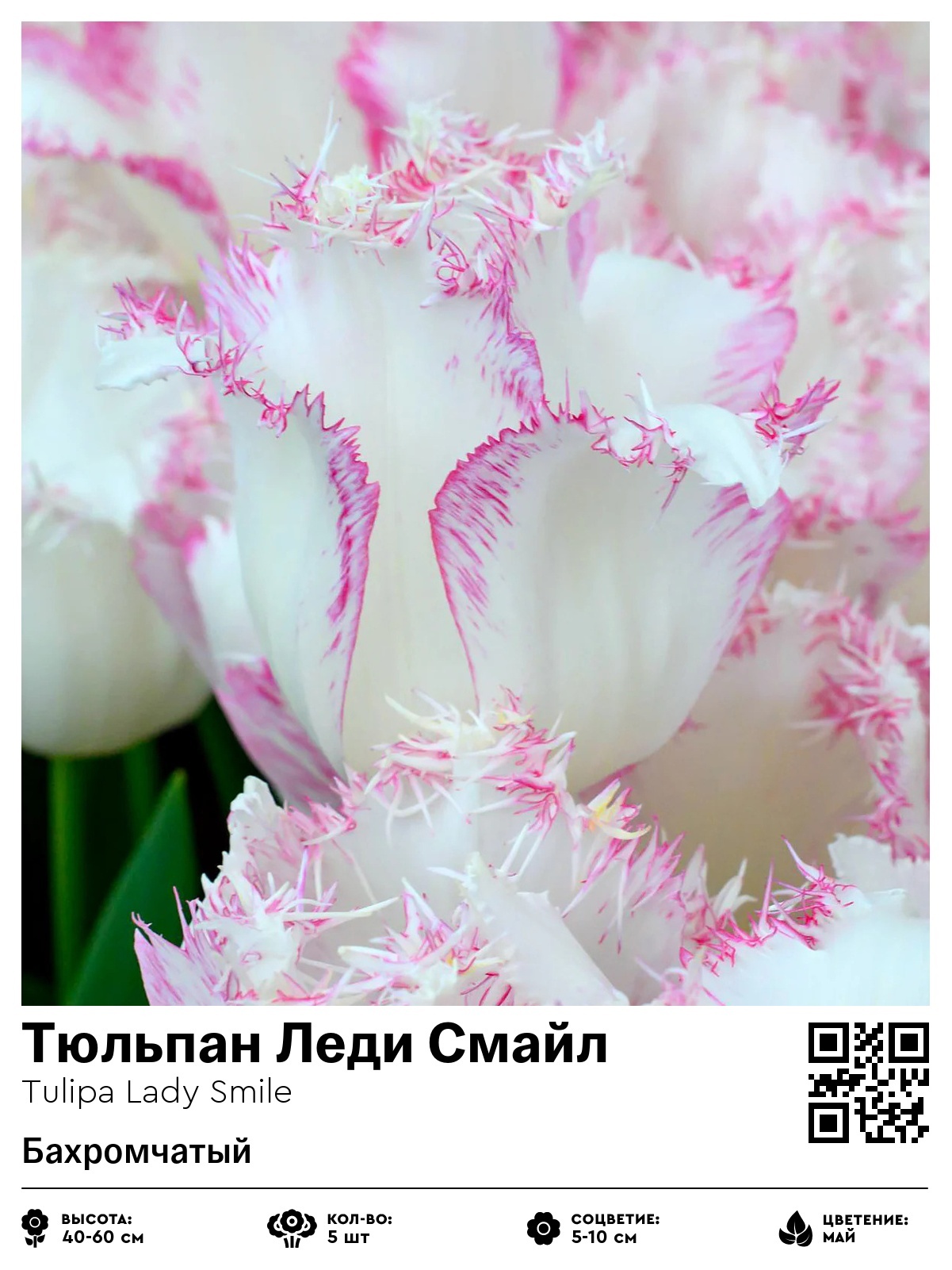 Тюльпан Леди Смайл (Бахромчатый)