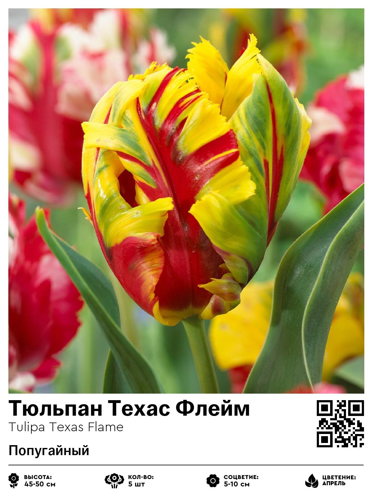 Тюльпан Техас Флейм (Попугайный)