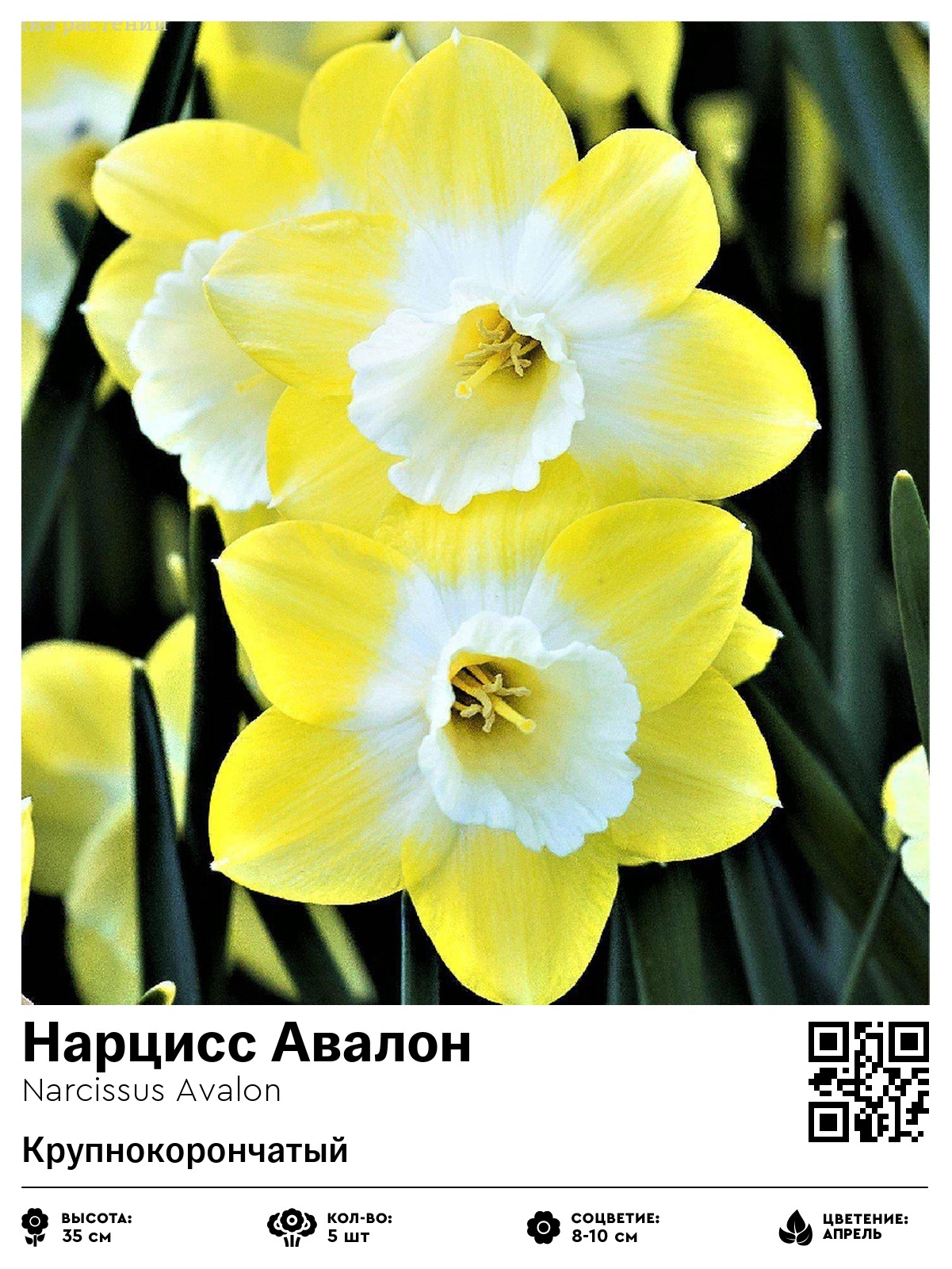 Нарцисс Авалон (Крупнокорончатый)