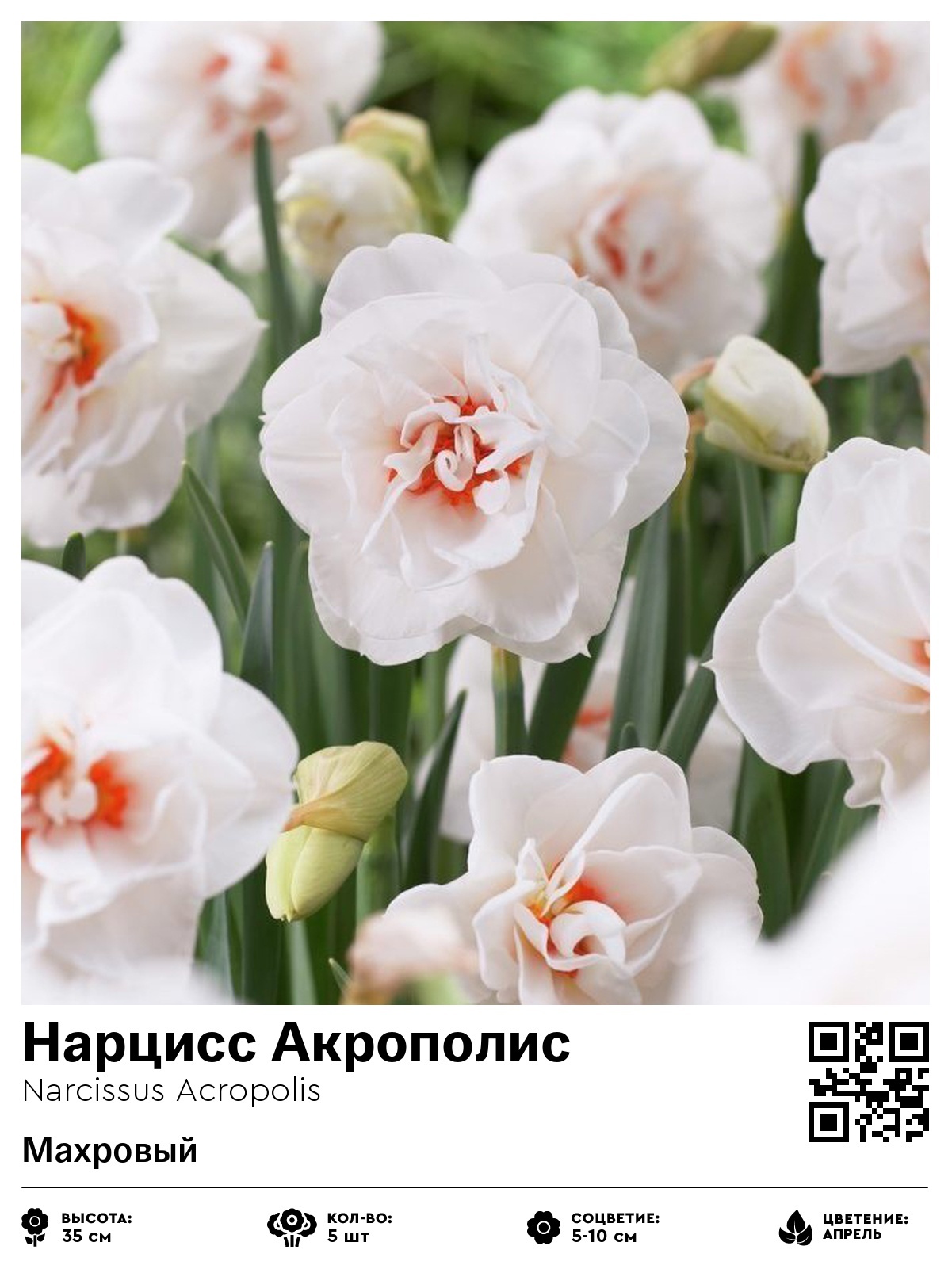 Нарцисс Акрополис (Махровый)