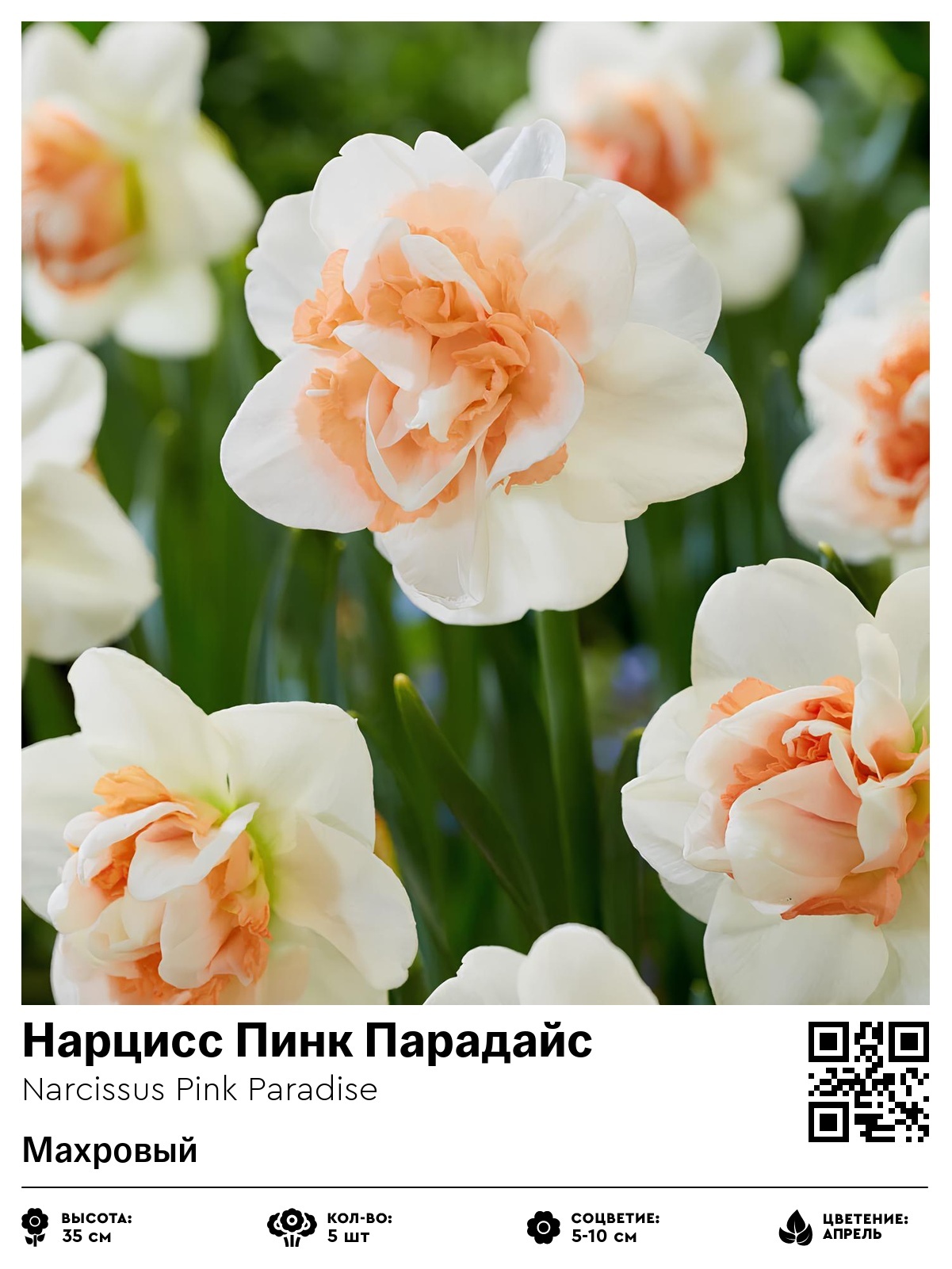 Нарцисс Пинк Парадайс (Махровый)