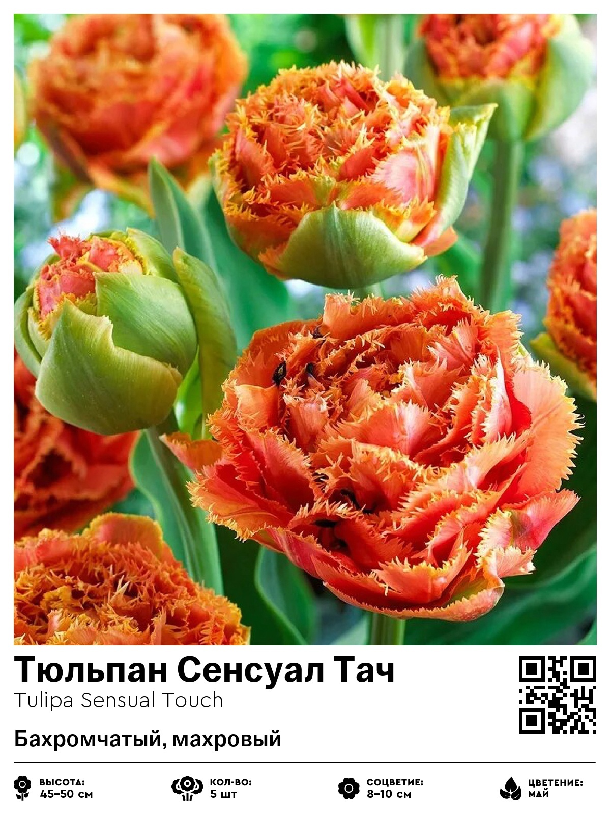 Тюльпан Сенсуал Тач (Бахромчатый, махровый)