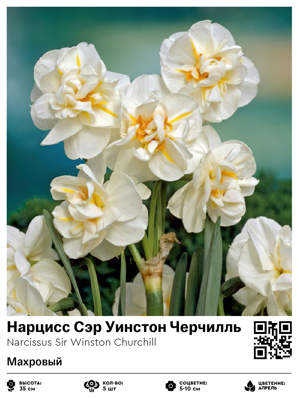 Нарцисс Сэр Уинстон Черчилль (Махровый)