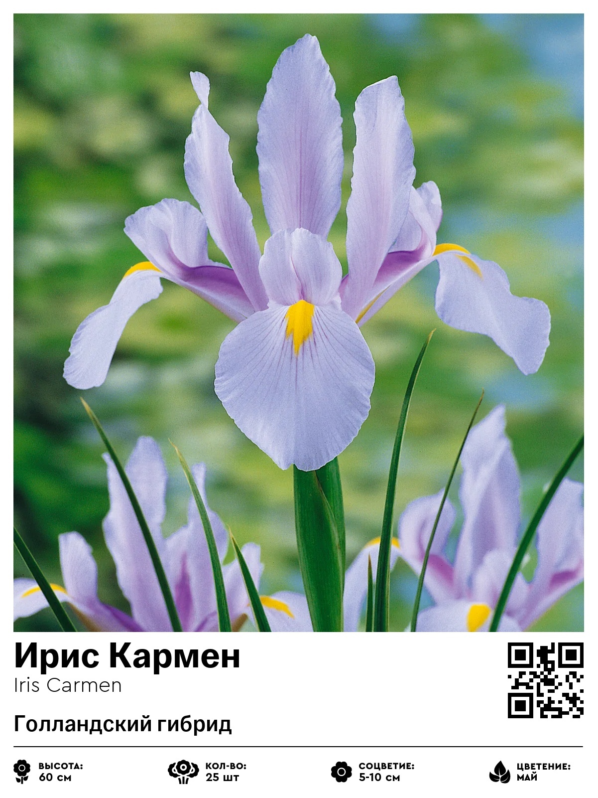 Ирис Кармен (Голландский гибрид)