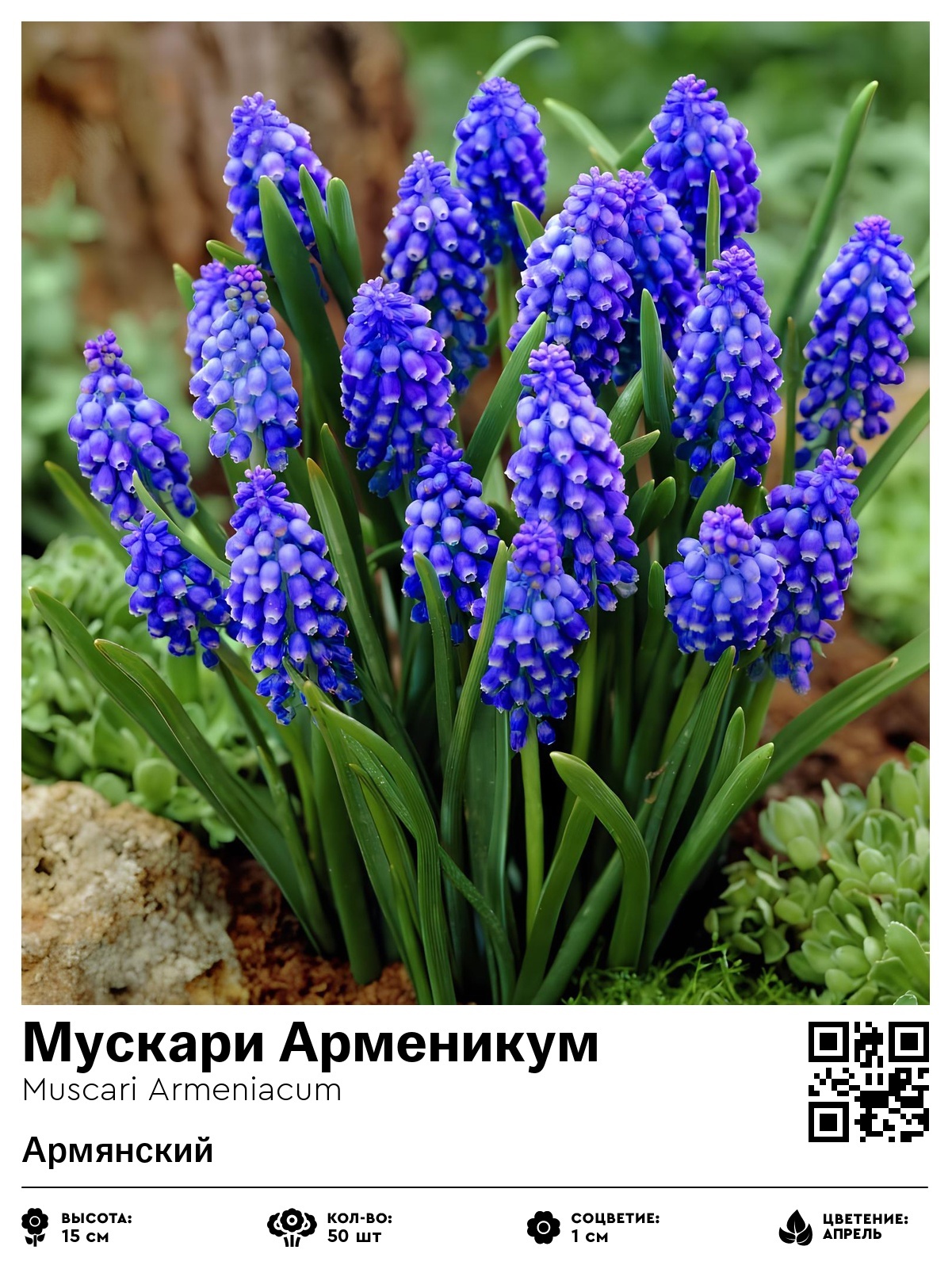 Мускари Арменикум (Армянский)