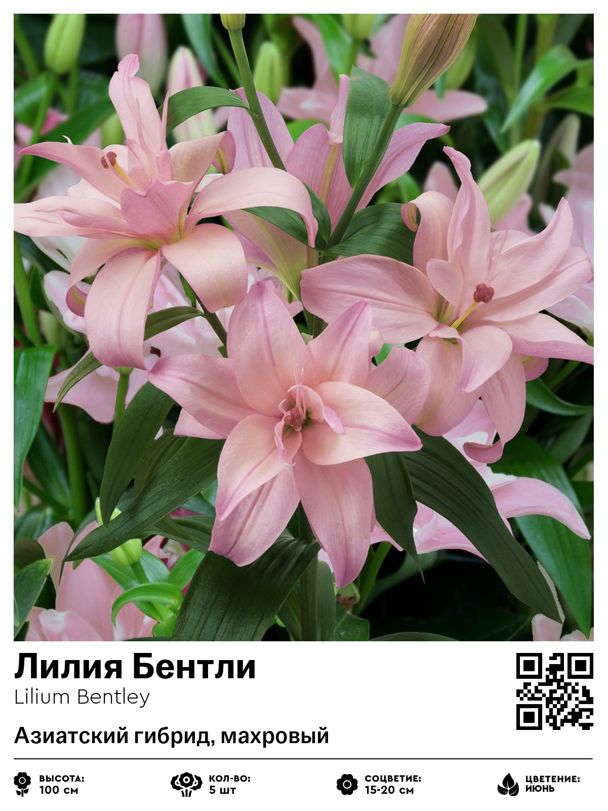 Лилия Бентли (Азиатский гибрид, махровый)