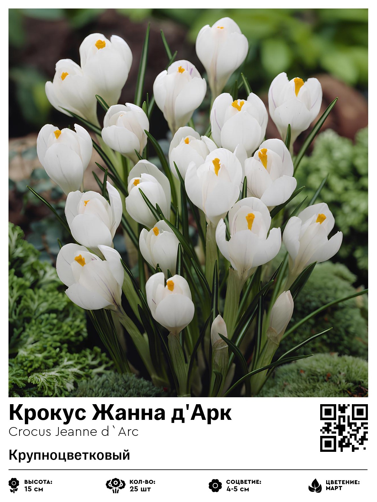 Крокус Жанна д'Арк (Крупноцветковый)