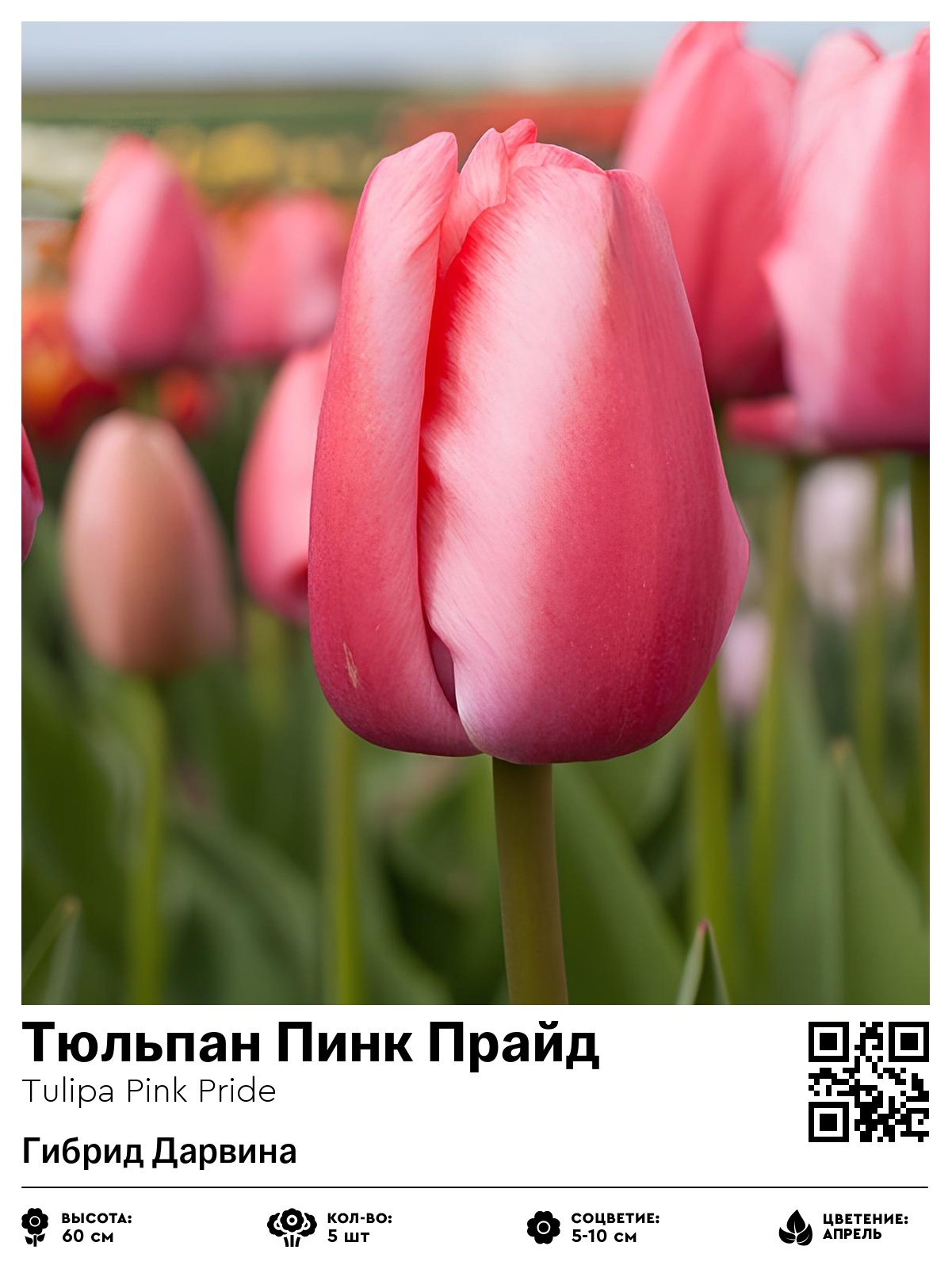 Тюльпан Пинк Прайд (Гибрид Дарвина)