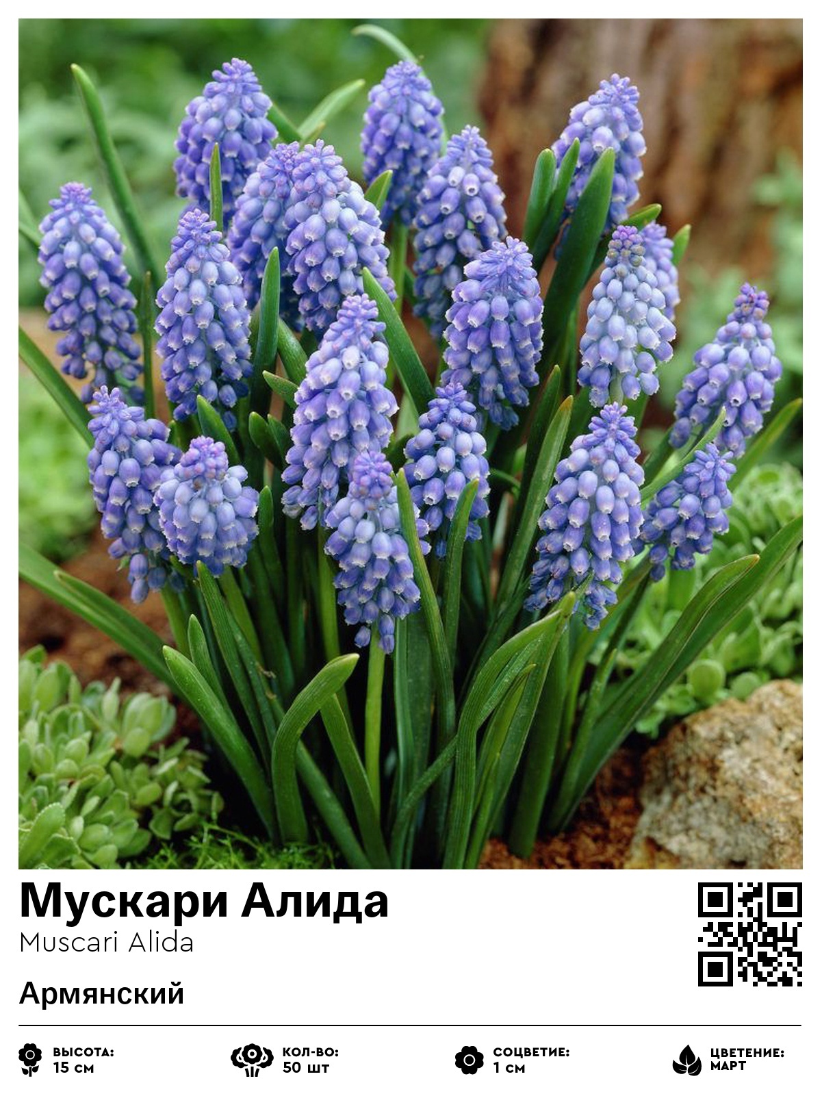 Мускари Алида (Армянский)