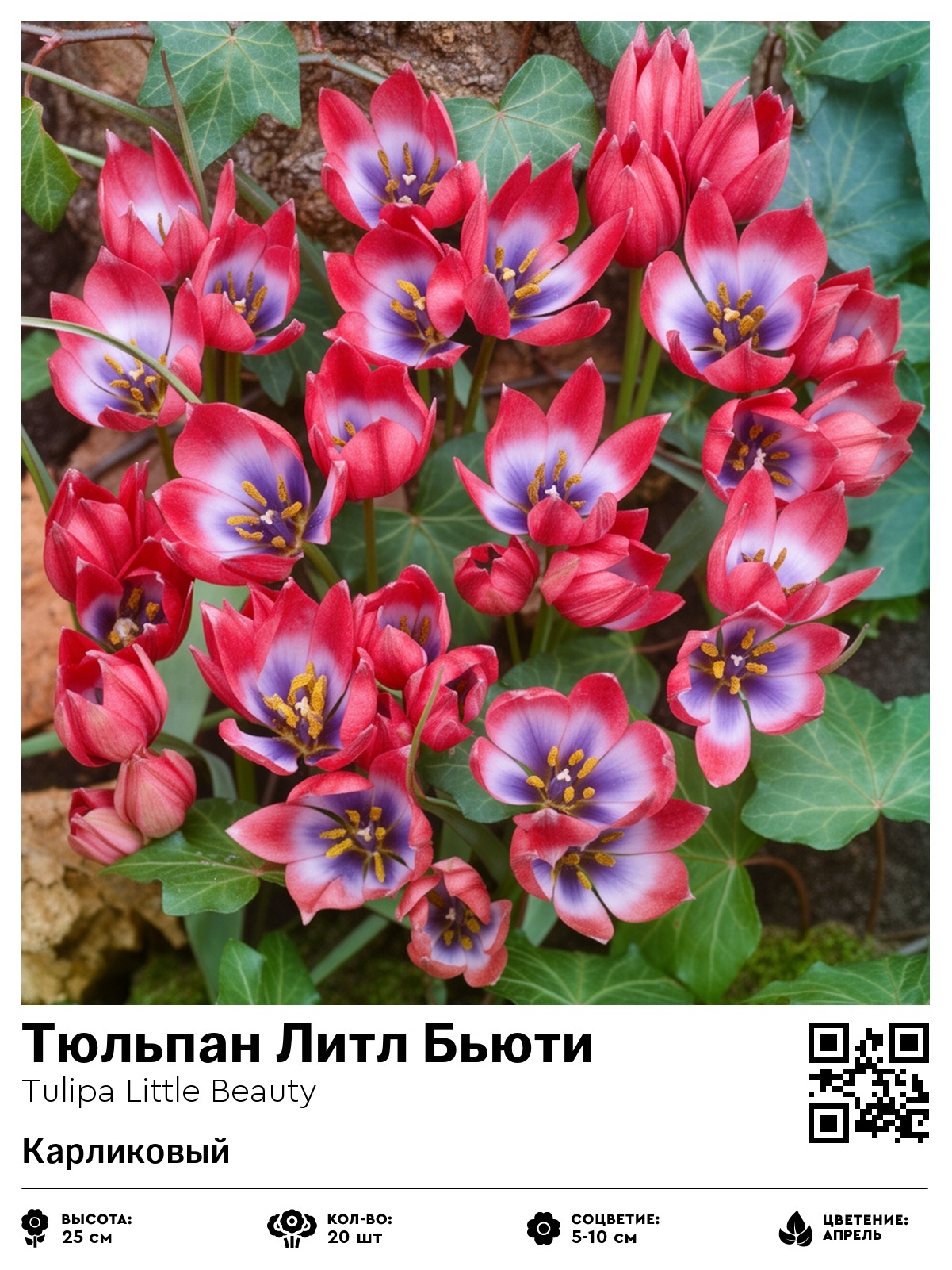 Тюльпан Литл Бьюти (Карликовый)