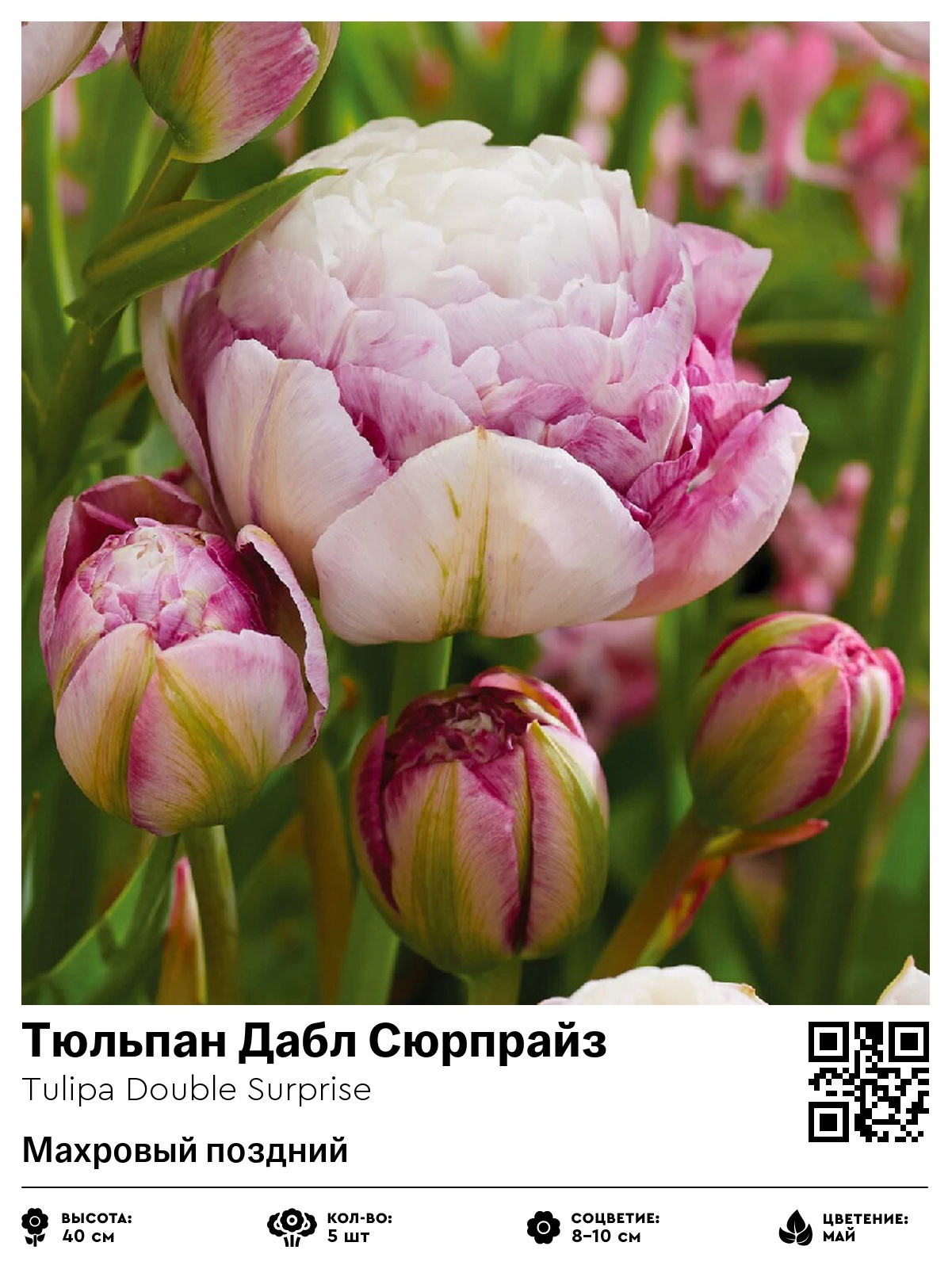 Тюльпан Дабл Сюрпрайз (Махровый поздний)