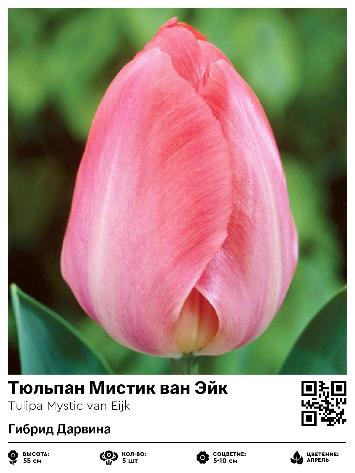 Тюльпан Мистик ван Эйк (Гибрид Дарвина)