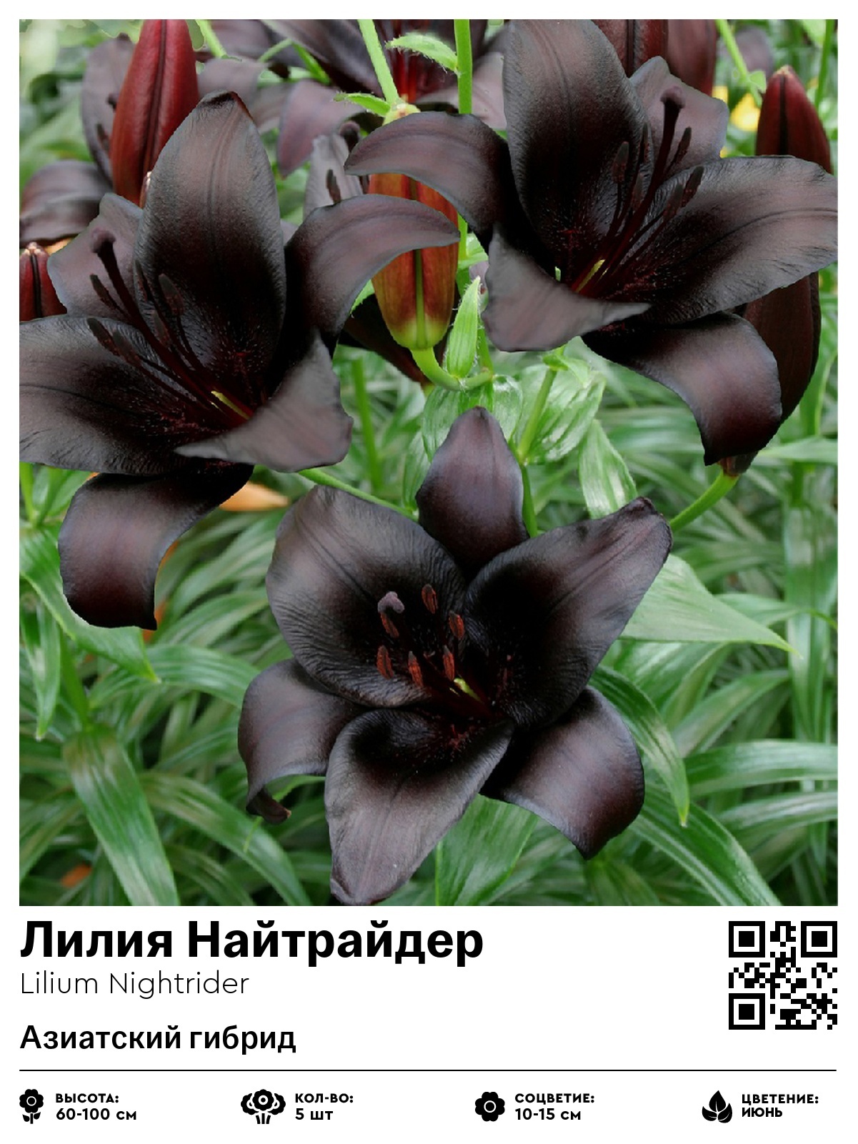 Лилия Найтрайдер (Азиатский гибрид)