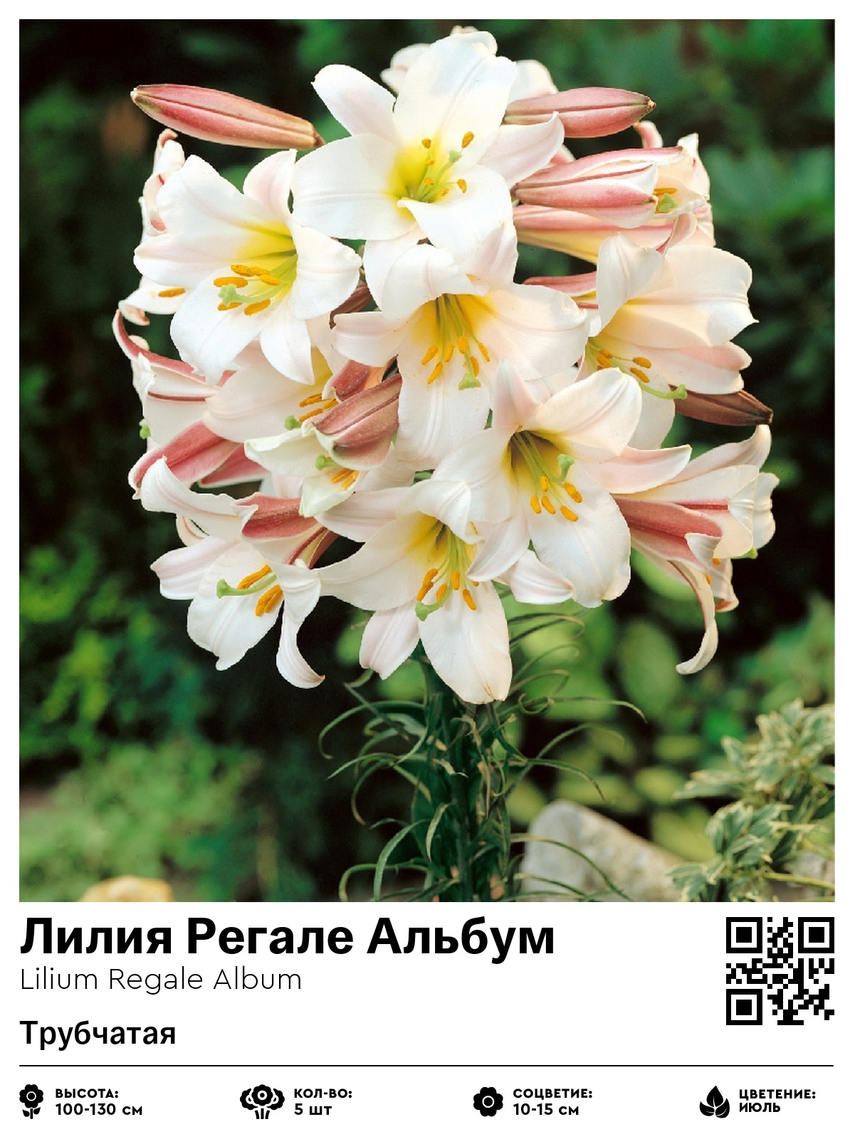 Лилия Регале Альбум (Трубчатая)