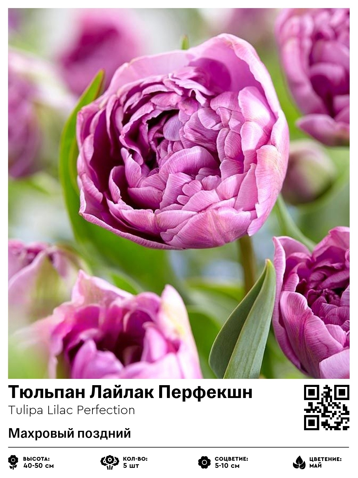 Тюльпан Лайлак Перфекшн (Махровый поздний)