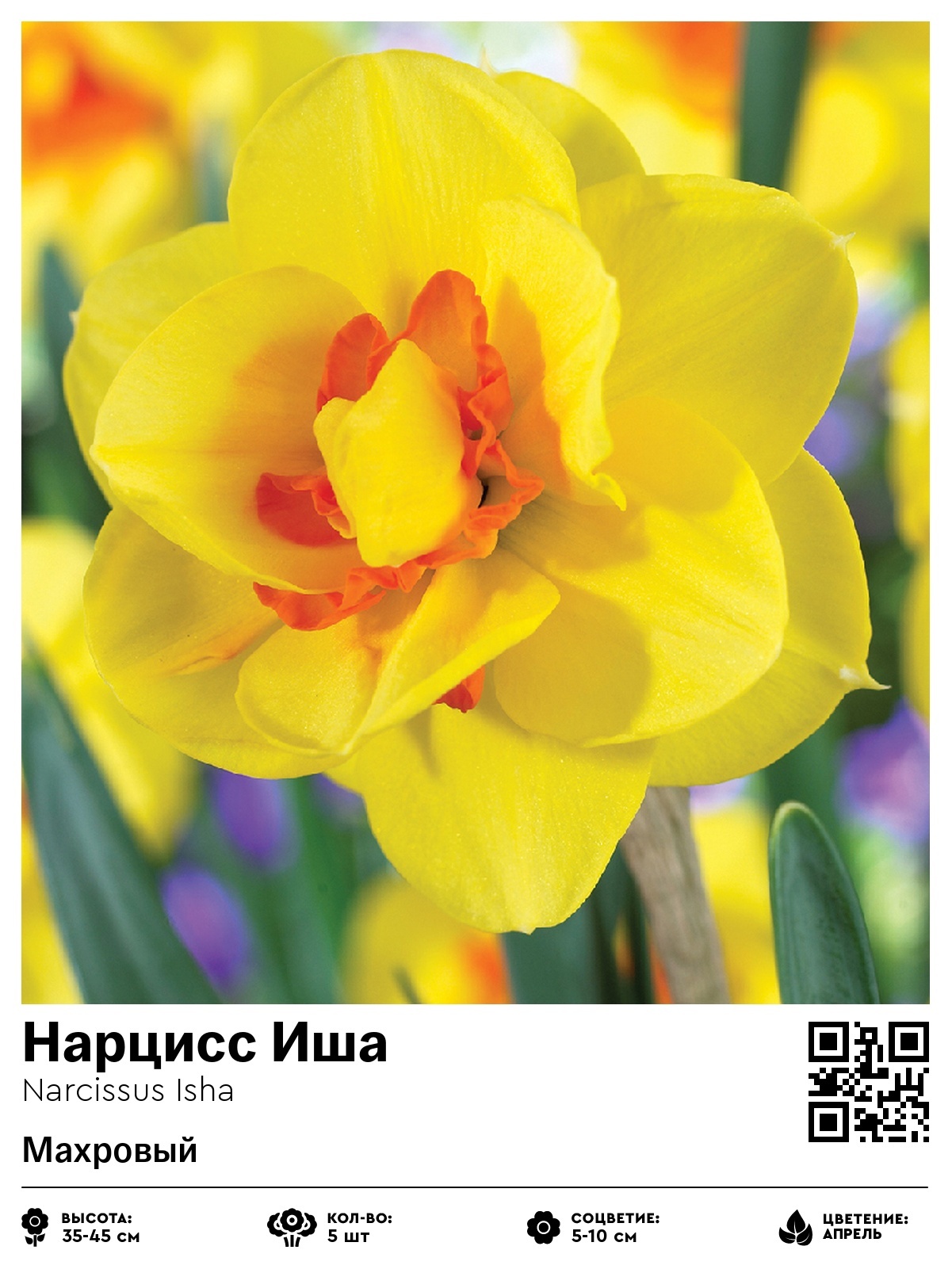 Нарцисс Иша (Махровый)