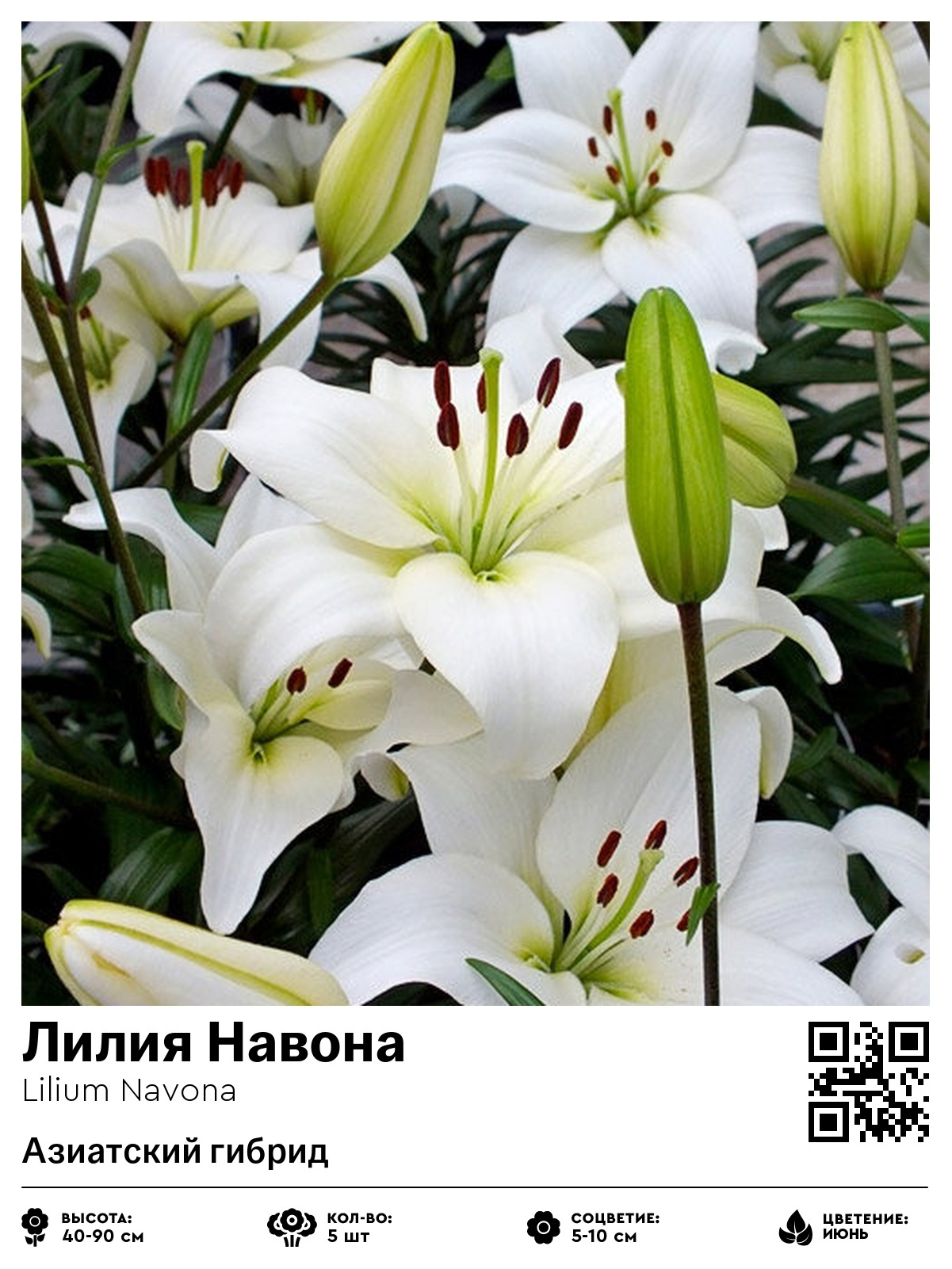 Лилия Навона (Азиатский гибрид)