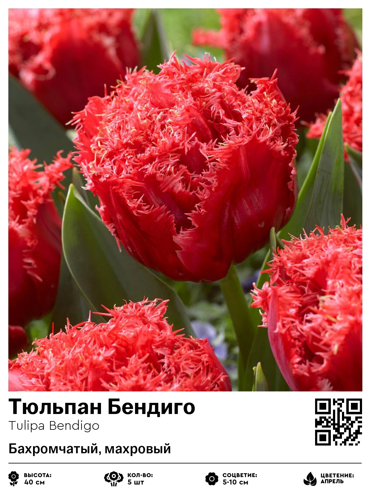 Тюльпан Бендиго (Бахромчатый, махровый)