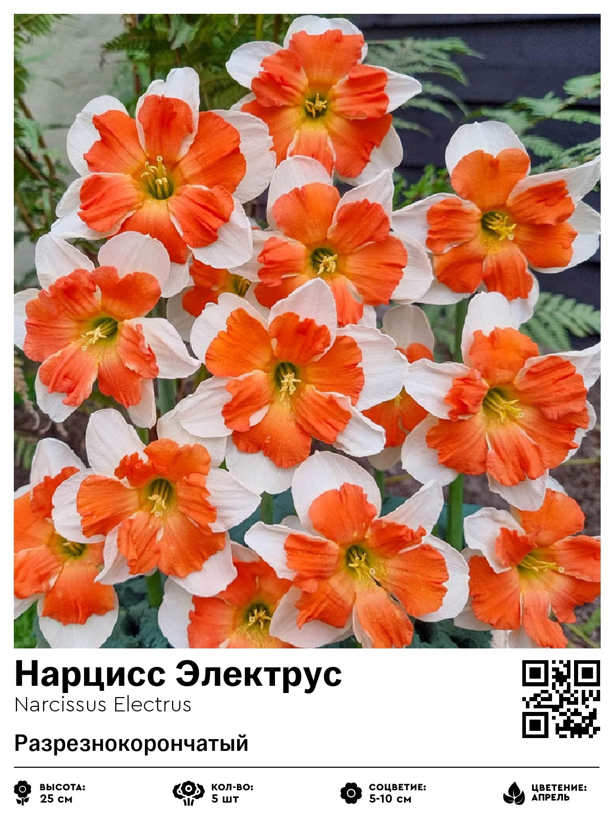 Нарцисс Электрус (Разрезнокорончатый)