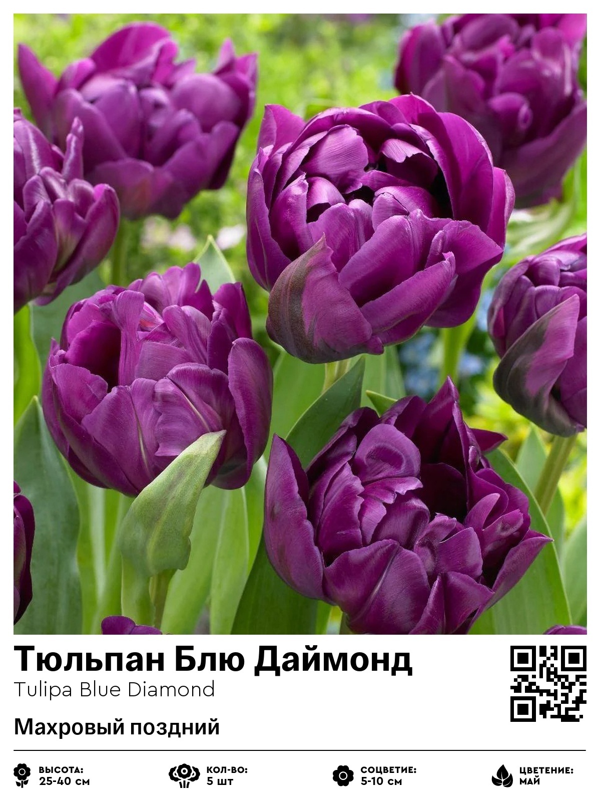 Тюльпан Блю Даймонд (Махровый поздний)