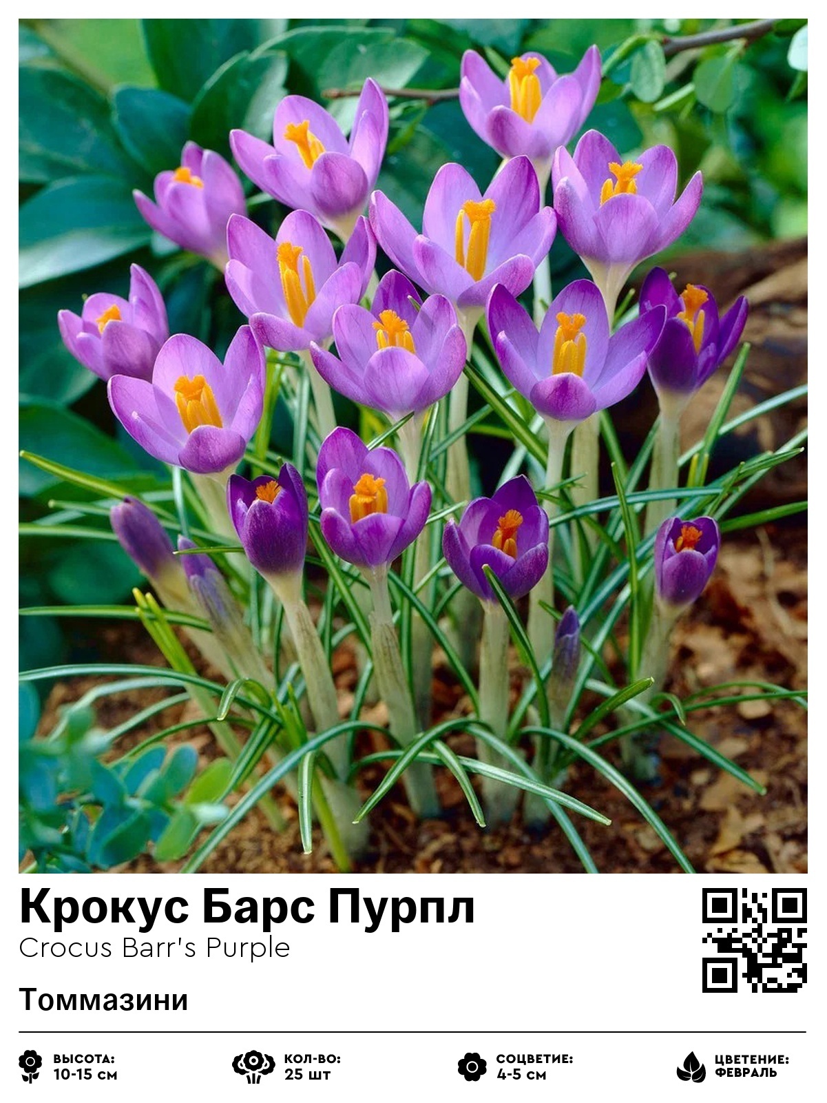 Крокус Барс Пурпл (Томмазини)
