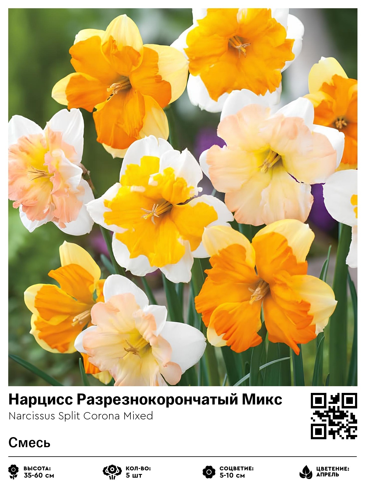 Нарцисс Разрезнокорончатый Микс (Смесь)
