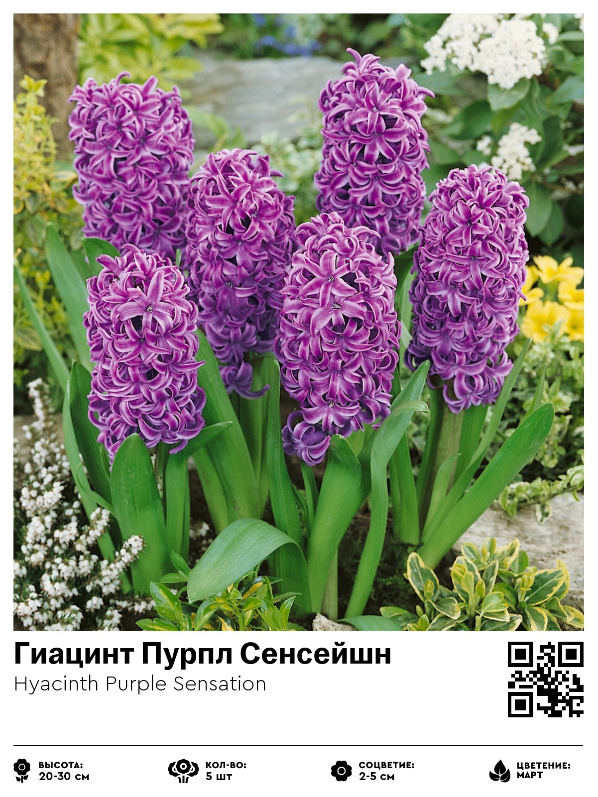 Гиацинт Пурпл Сенсейшн