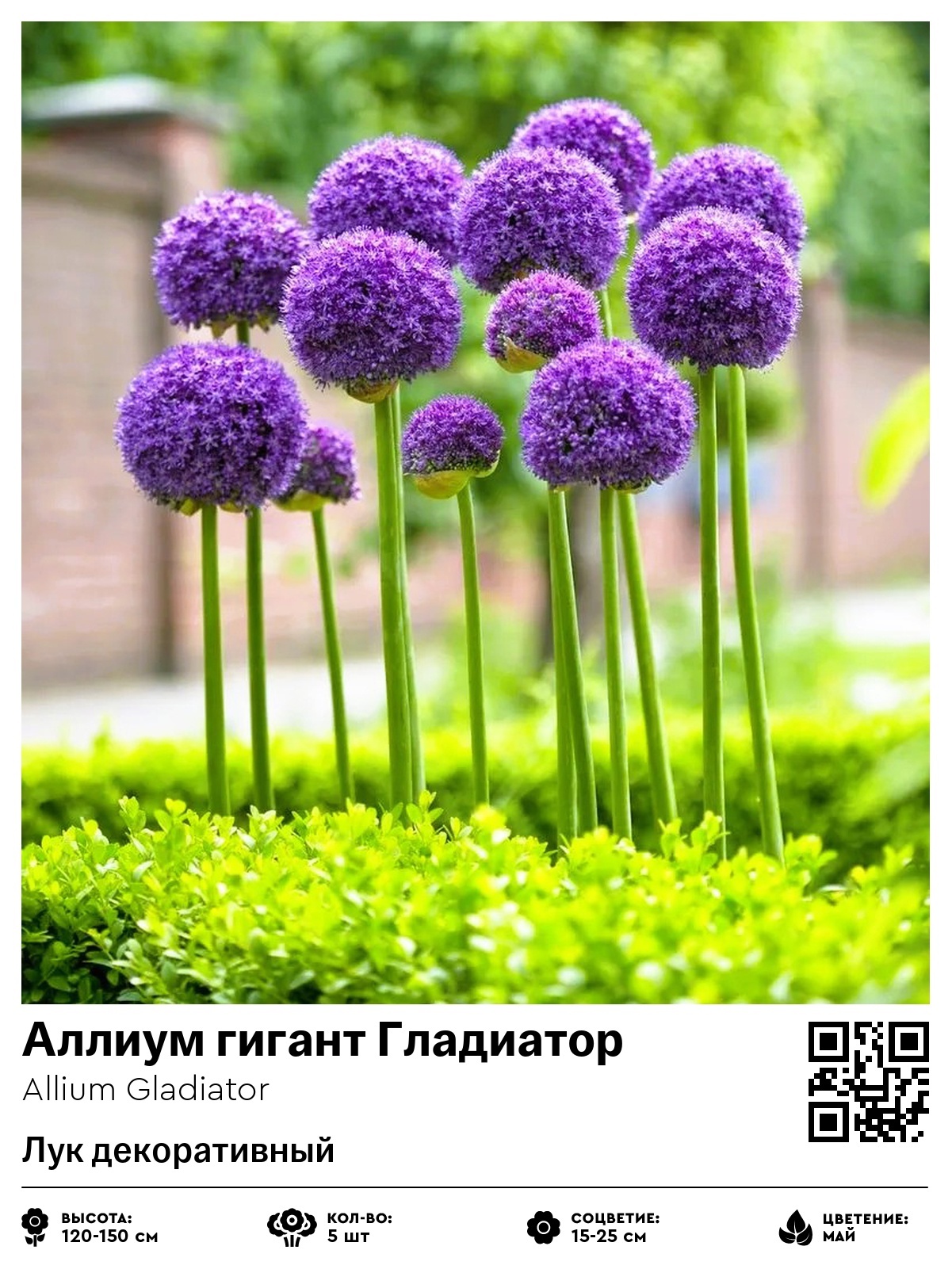 Аллиум гигант Гладиатор (Лук декоративный)